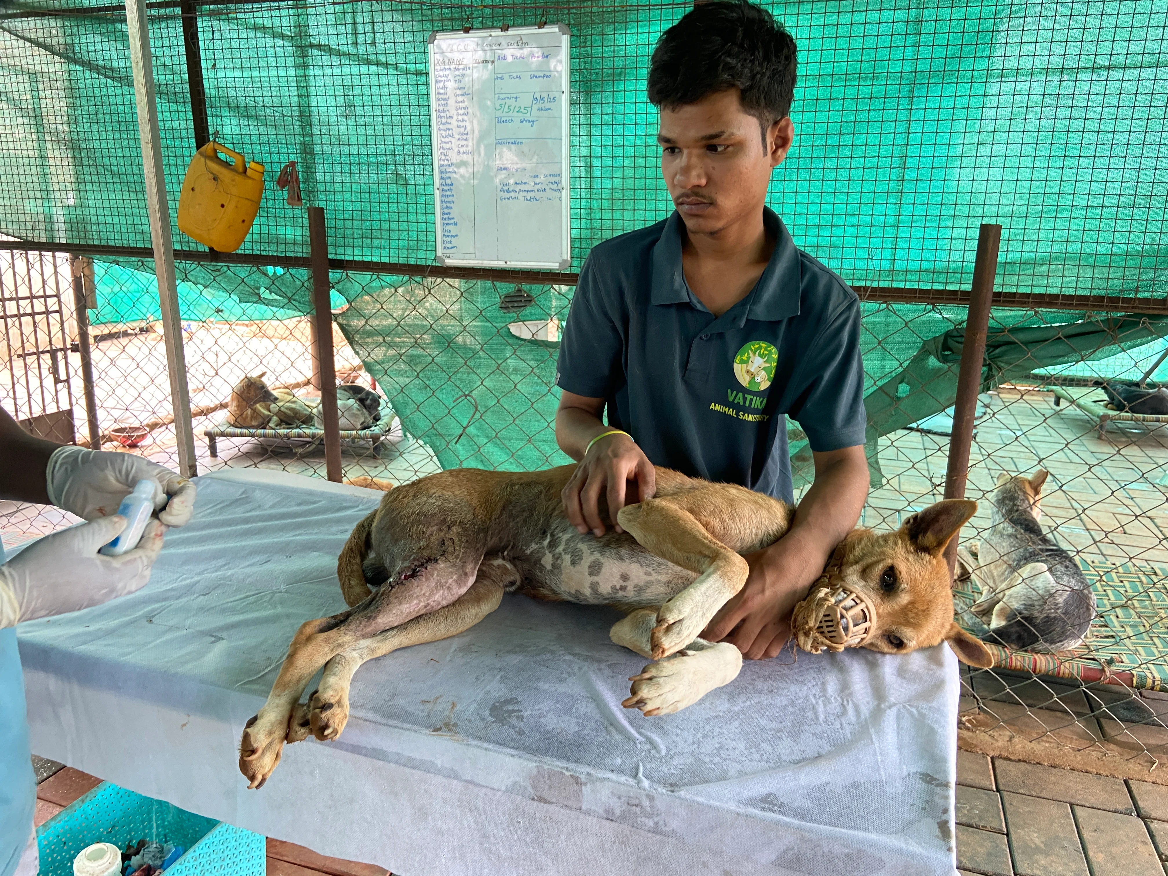 Veterinary treatment