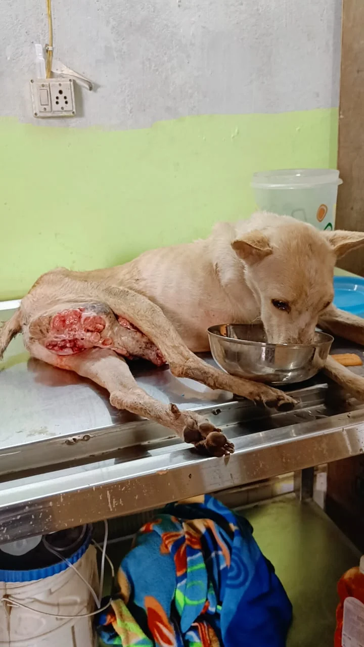 Injured animal rescue