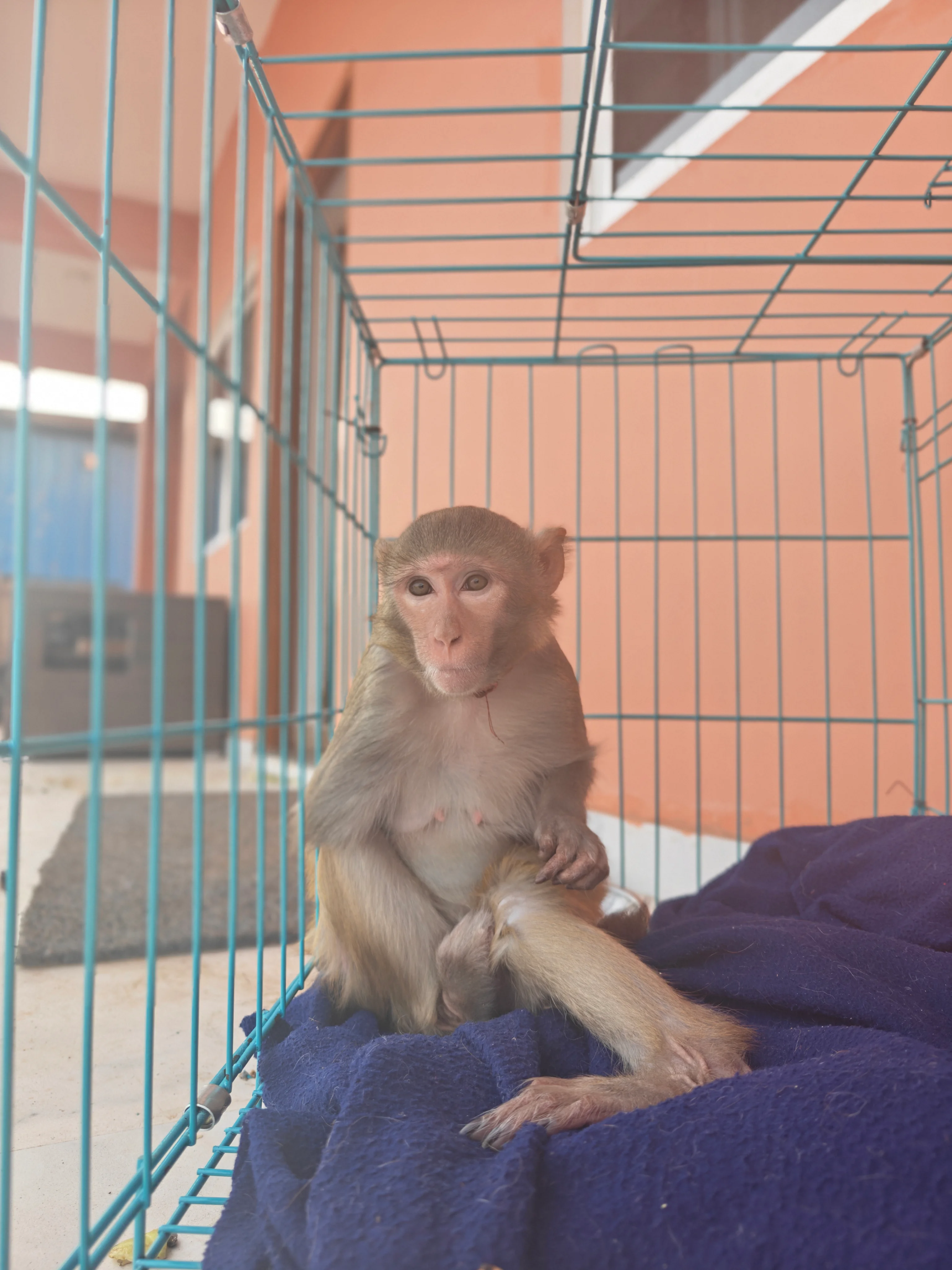 Animals at Vatika sanctuary