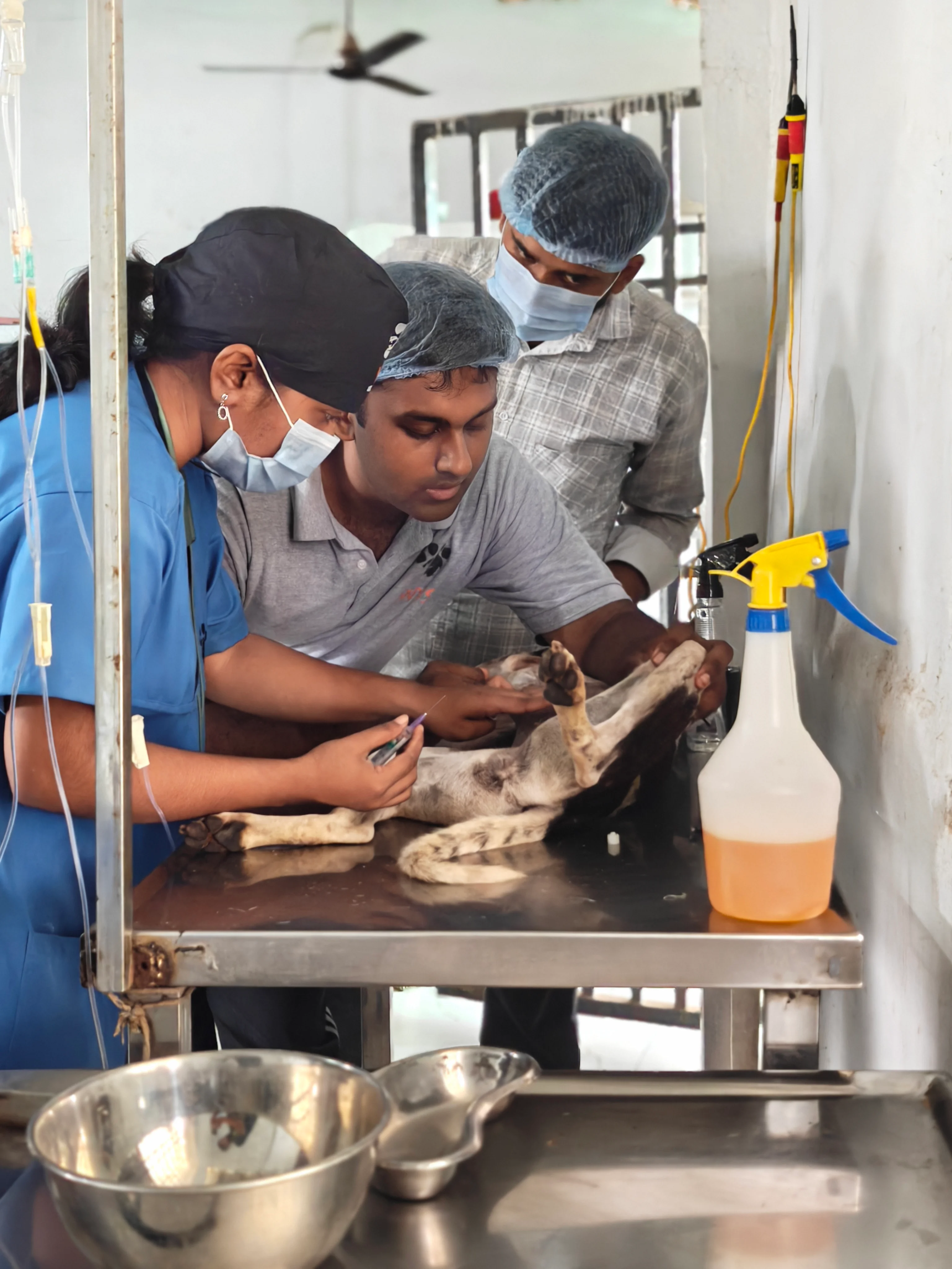 Surgery at sanctuary