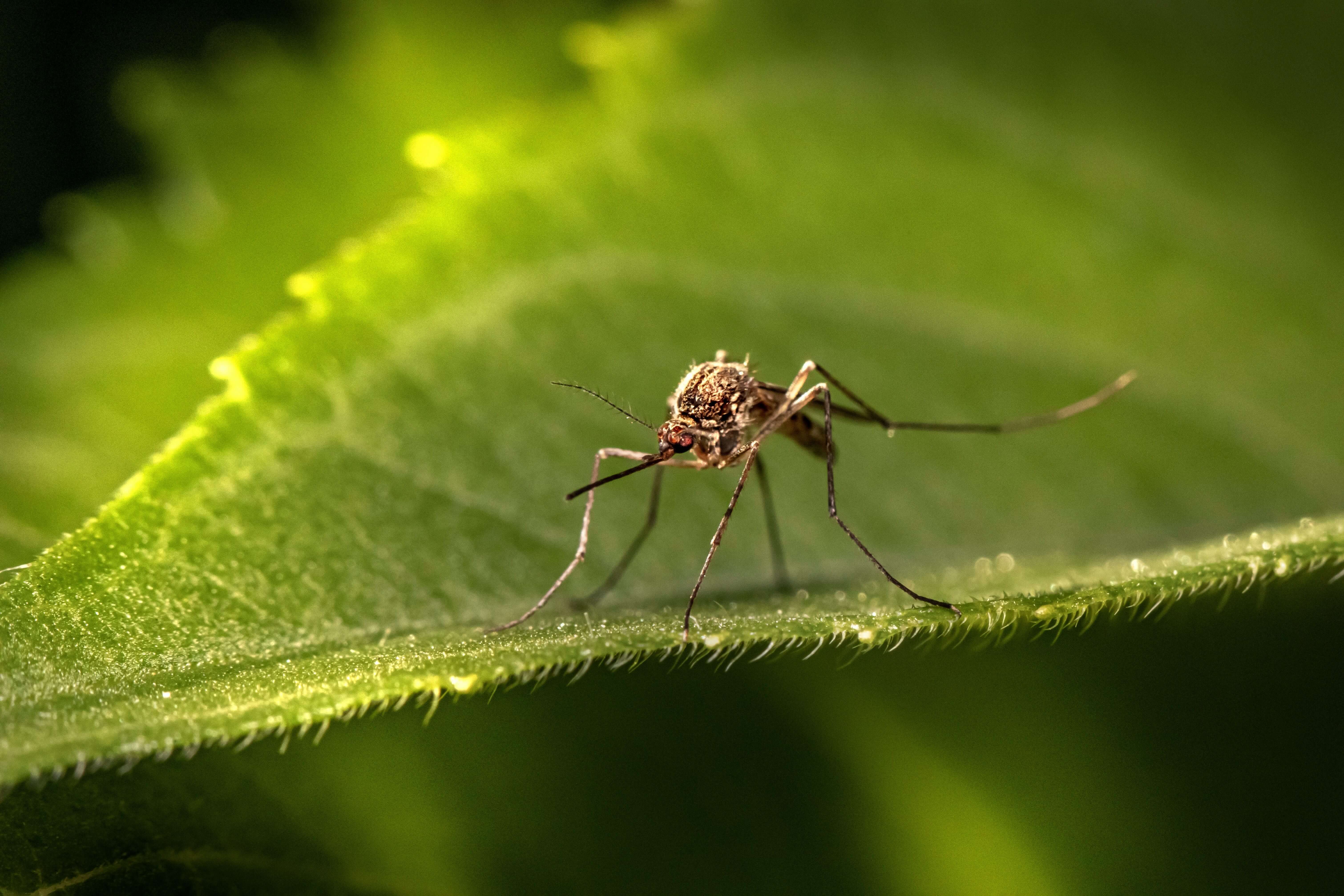 Bild på mygga