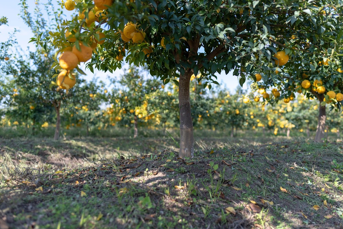 L'Agrumiste - Photo 2