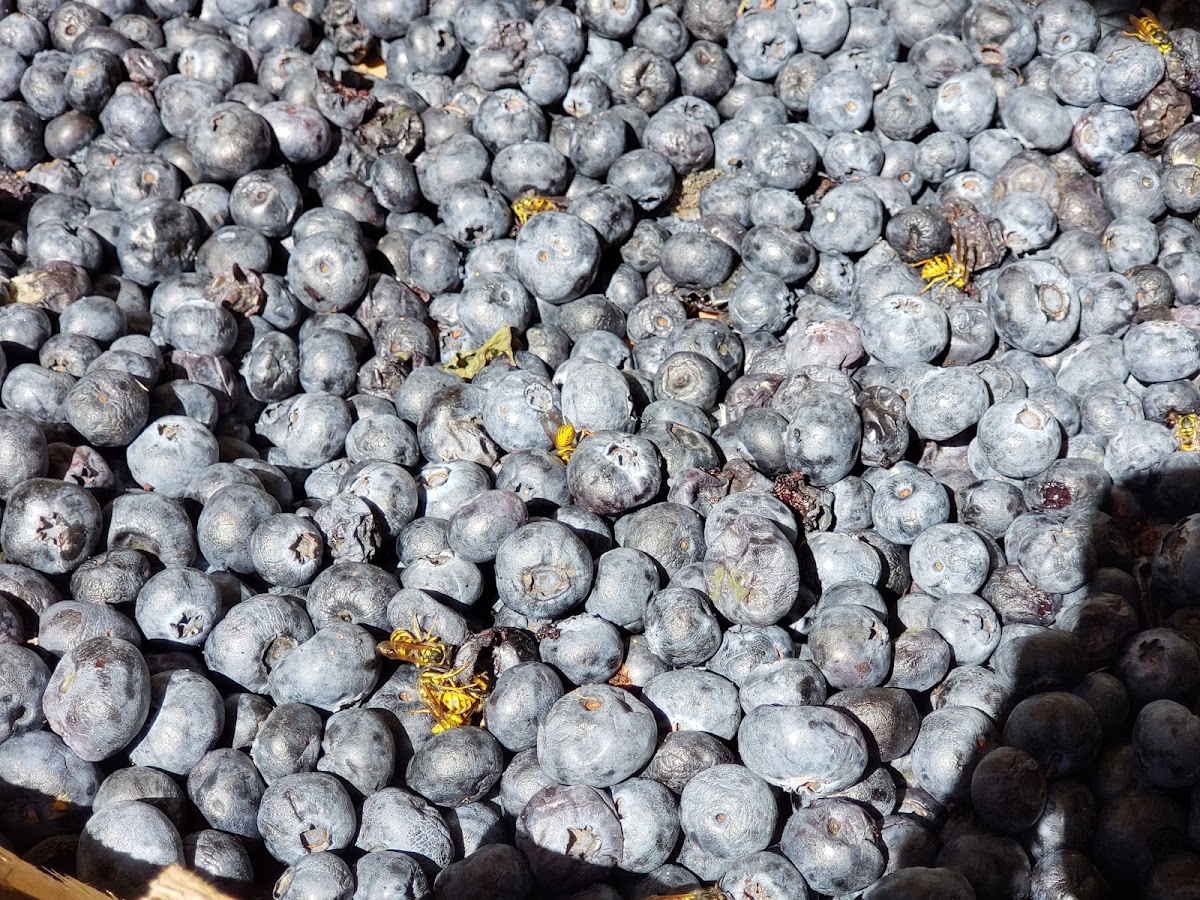 Marché Biologique Brancusi - Photo 2