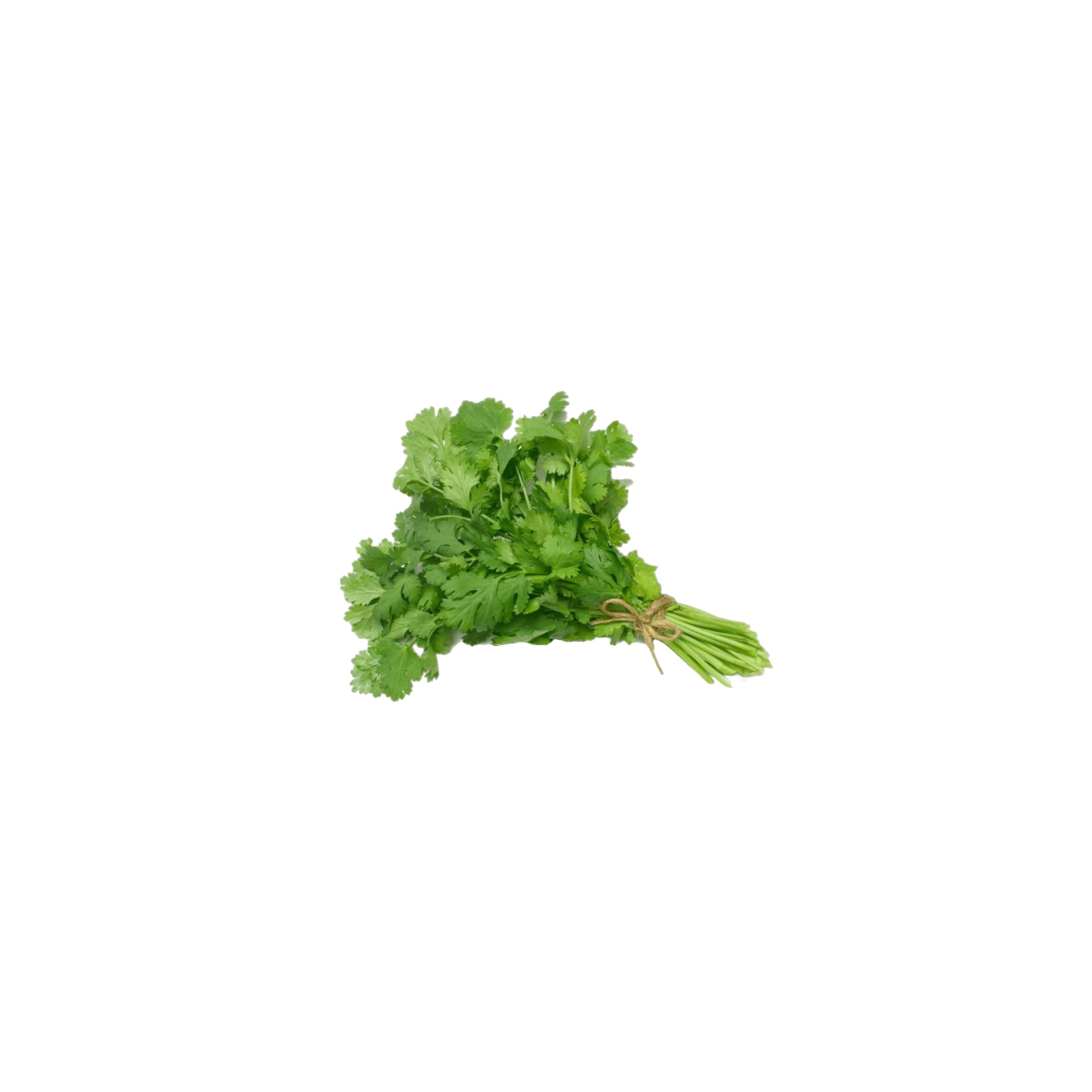 Coriander Leaves కొత్తిమీర (Kothimeera)