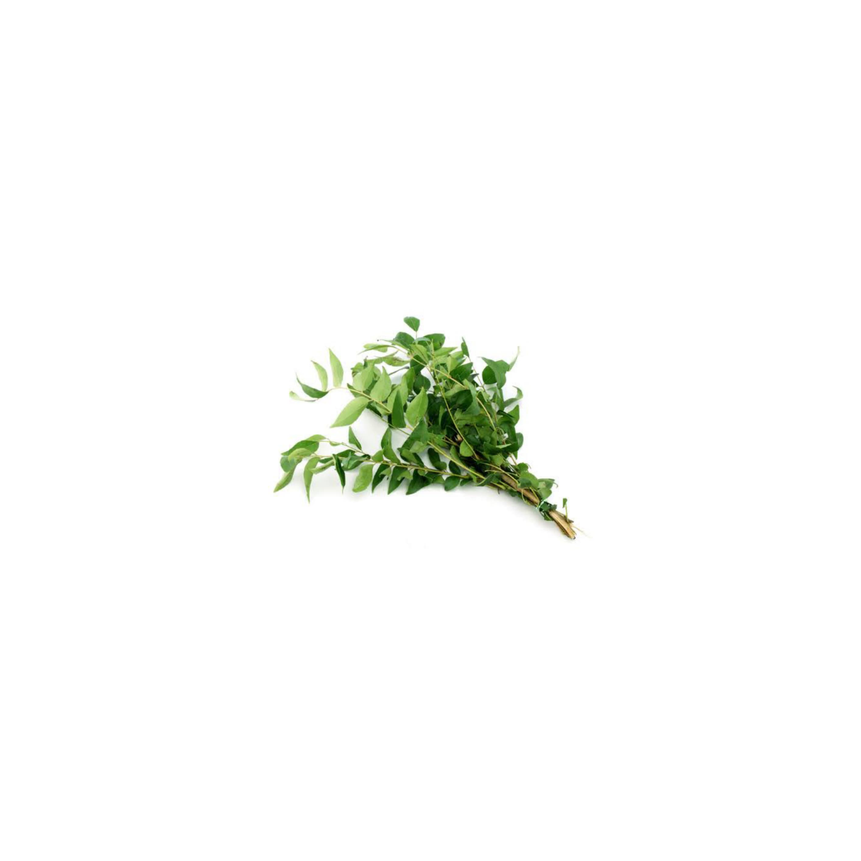 Curry Leaves కరివేపాకు (Karivepaku)