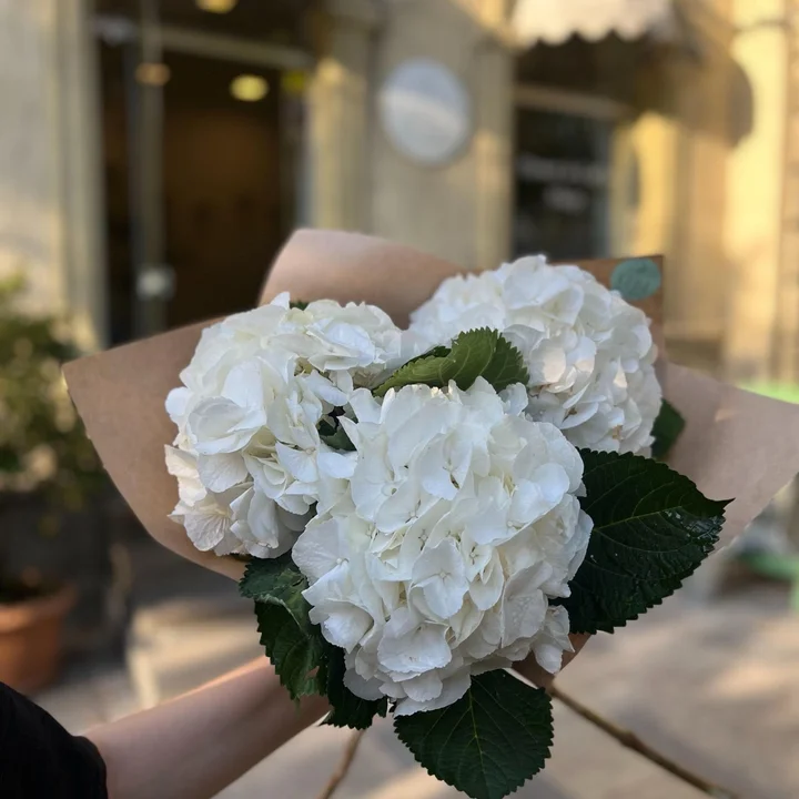 თეთრი ჰორტენზია — ჰორტენზიის თაიგული