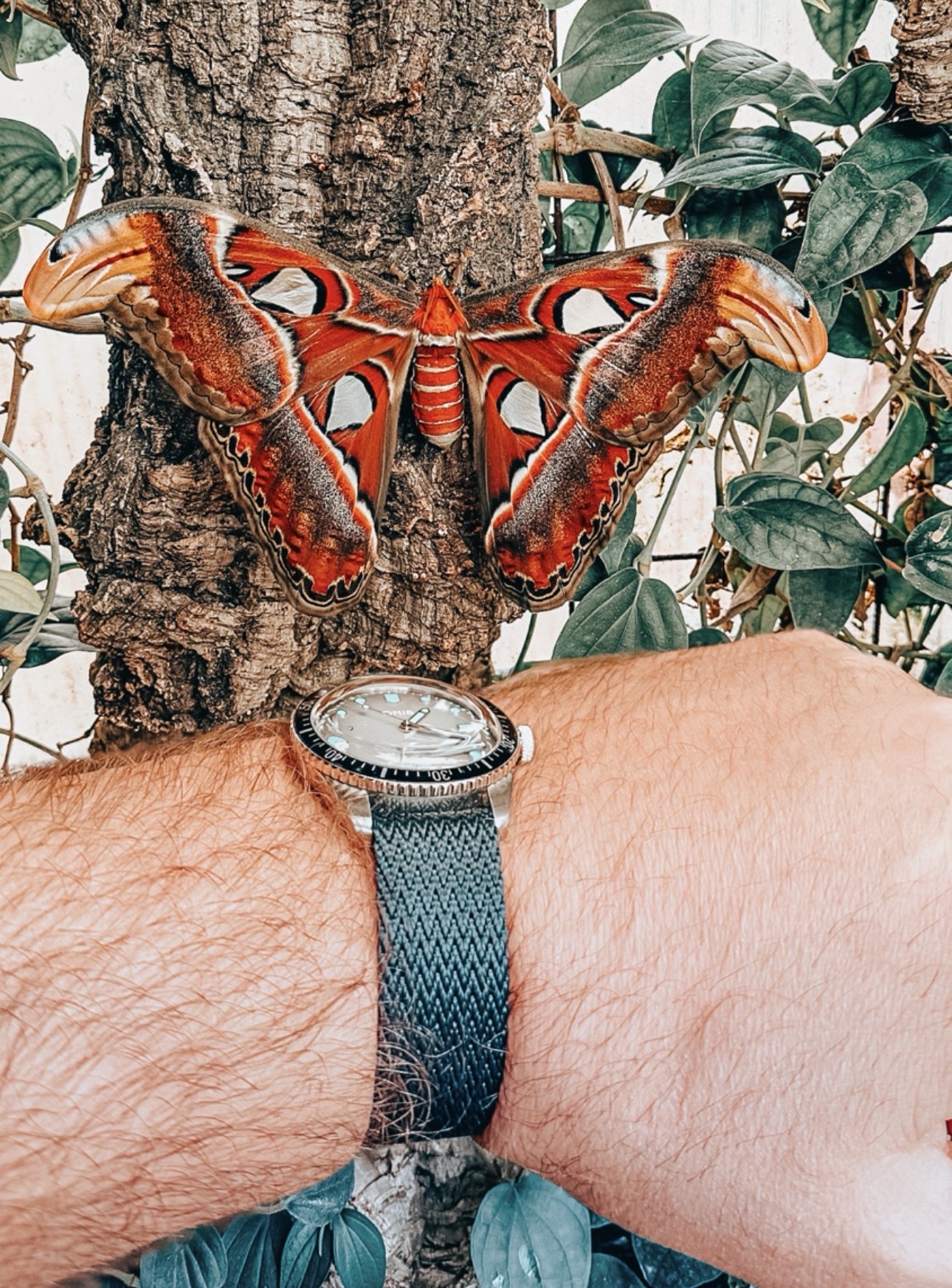 Throwback to this time last year seeing the worlds largest moth. The Atlas Moth! These guys live only a 3-14 days. 