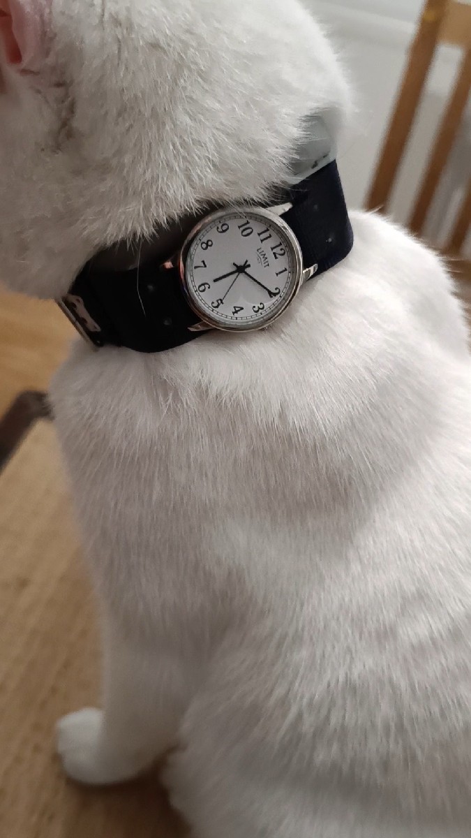 When you're a watch guy, even your pet wears a watch! My wife wants to kill me but I don't care! I made it, he's going to wear it. The cat likes it! Lol
Cat watch? Watch cat?
