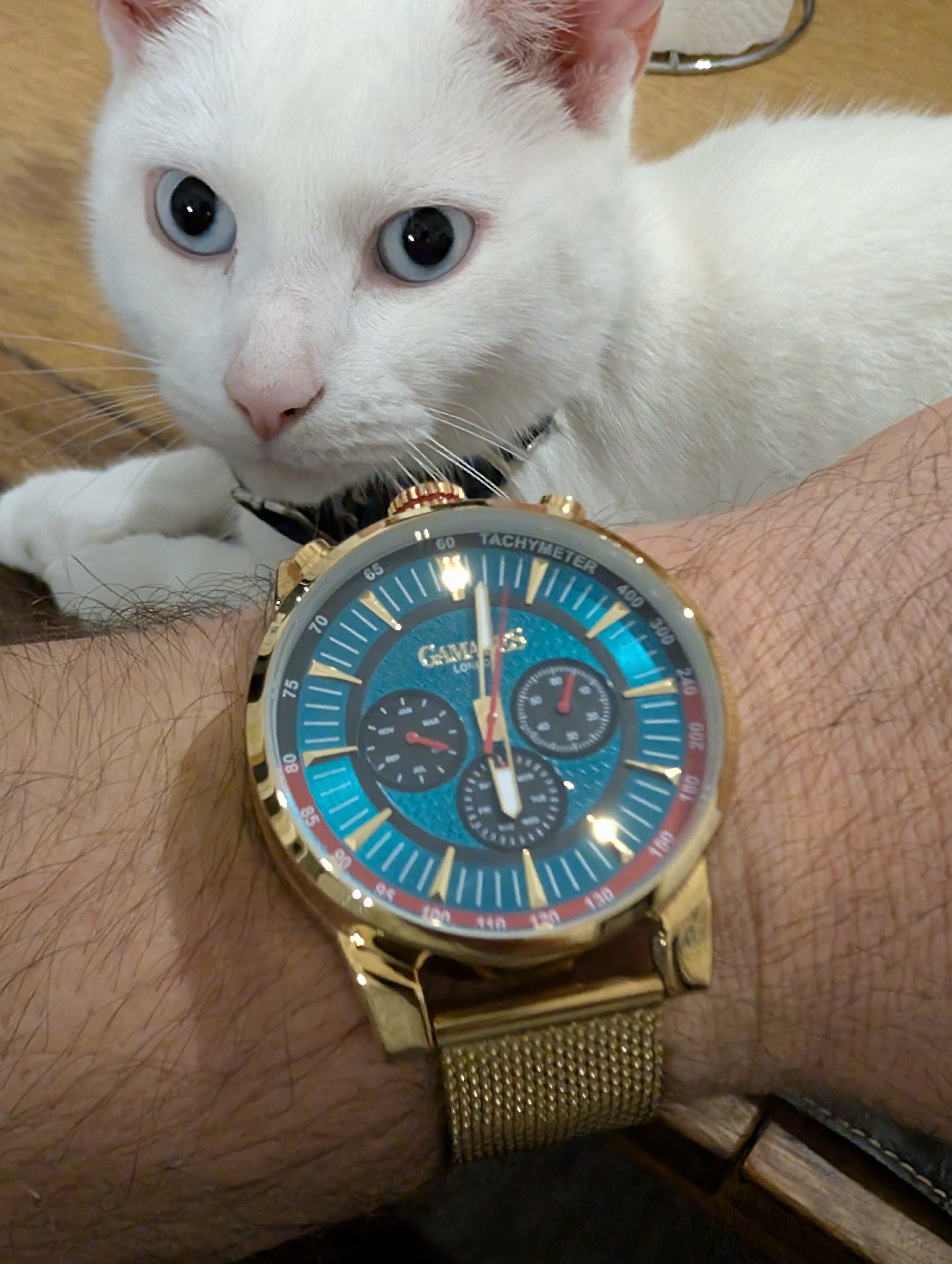 Morning everyone
When you want your wrist to do all the talking. Throwing this Gamages London on gold mesh for maximum wrist presence. Bold, loud, and unapologetic.
What's your take on this ice-blue diamond-plate dial? Let me know in the comments!
#GamagesLondon #WatchCollecting #WristPresence #WatchShorts #GoldenWatch #WatchFam