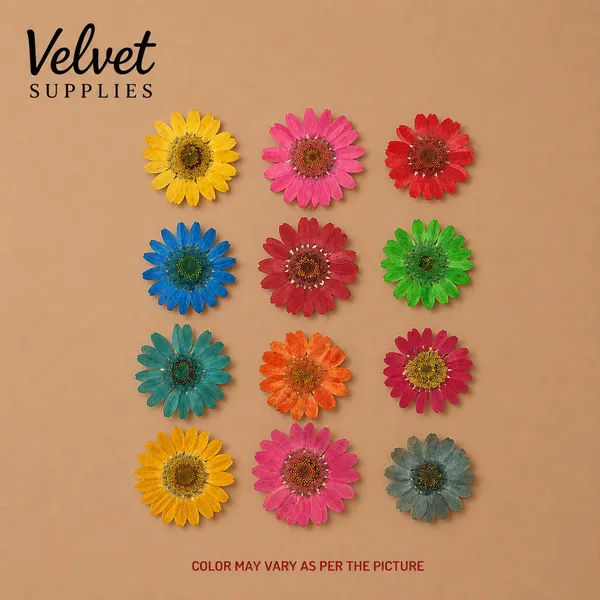 12 In 1 Multy Pressed Dry Daisy Flowers