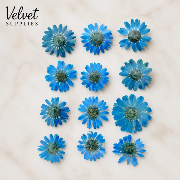  Firozi Daisy Pressed Dry Flower 