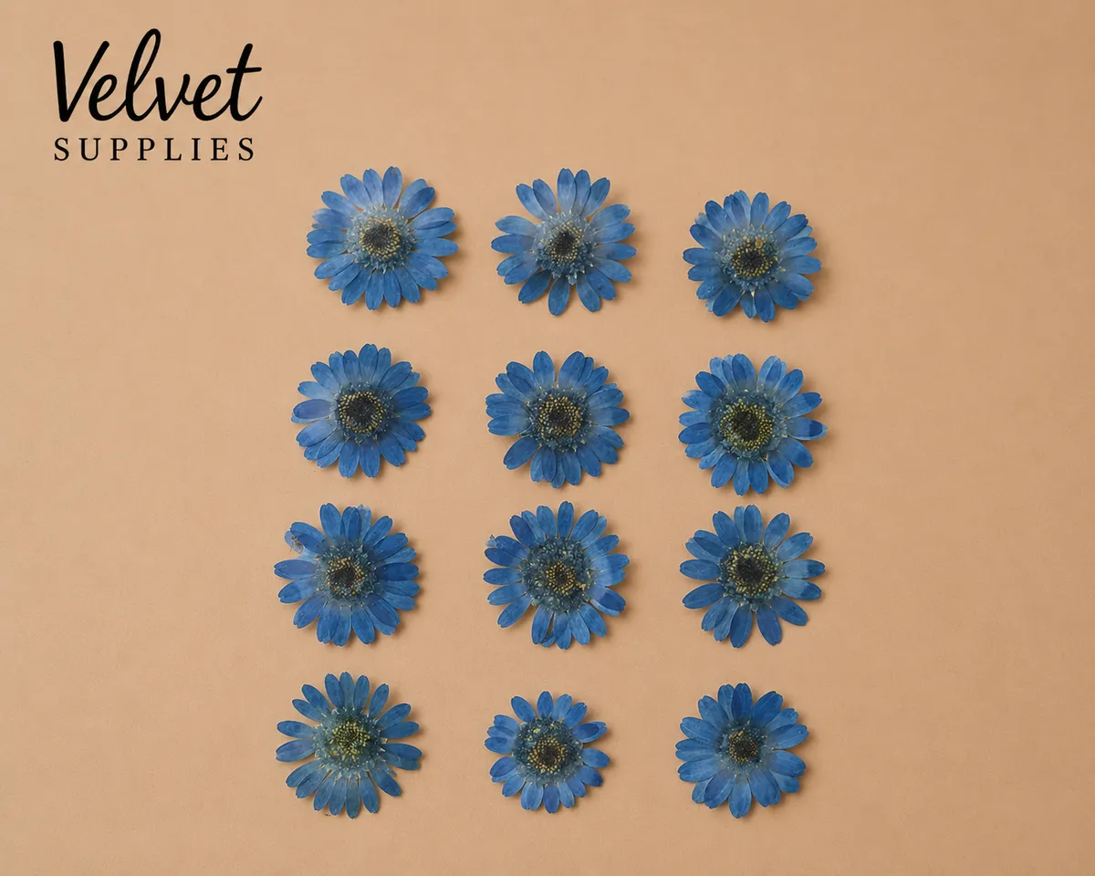 Ink Blue Daisy Pressed Dry Flower 