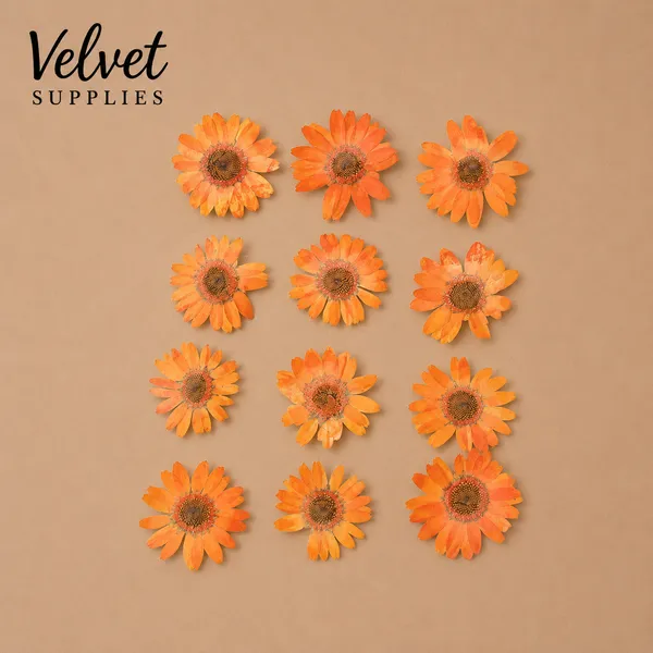 Orange Daisy Pressed Dry Flower 