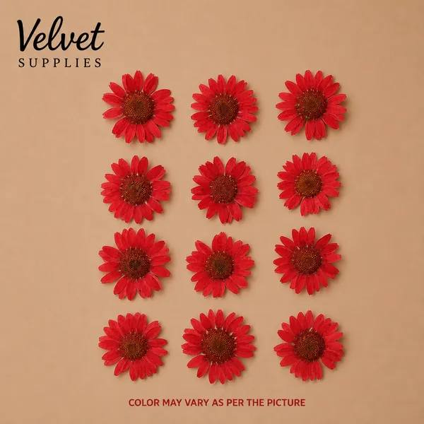 Red Daisy Pressed Dry Flower 