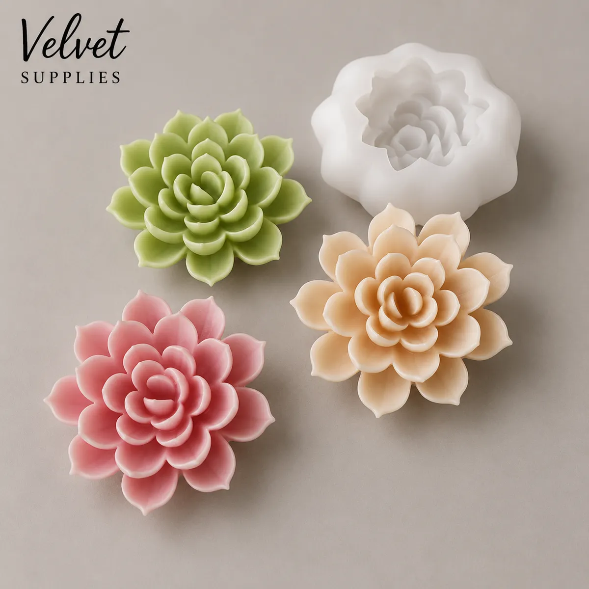 Rose succulet