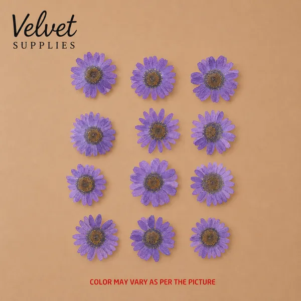 Violet Daisy Pressed Dry Flower 