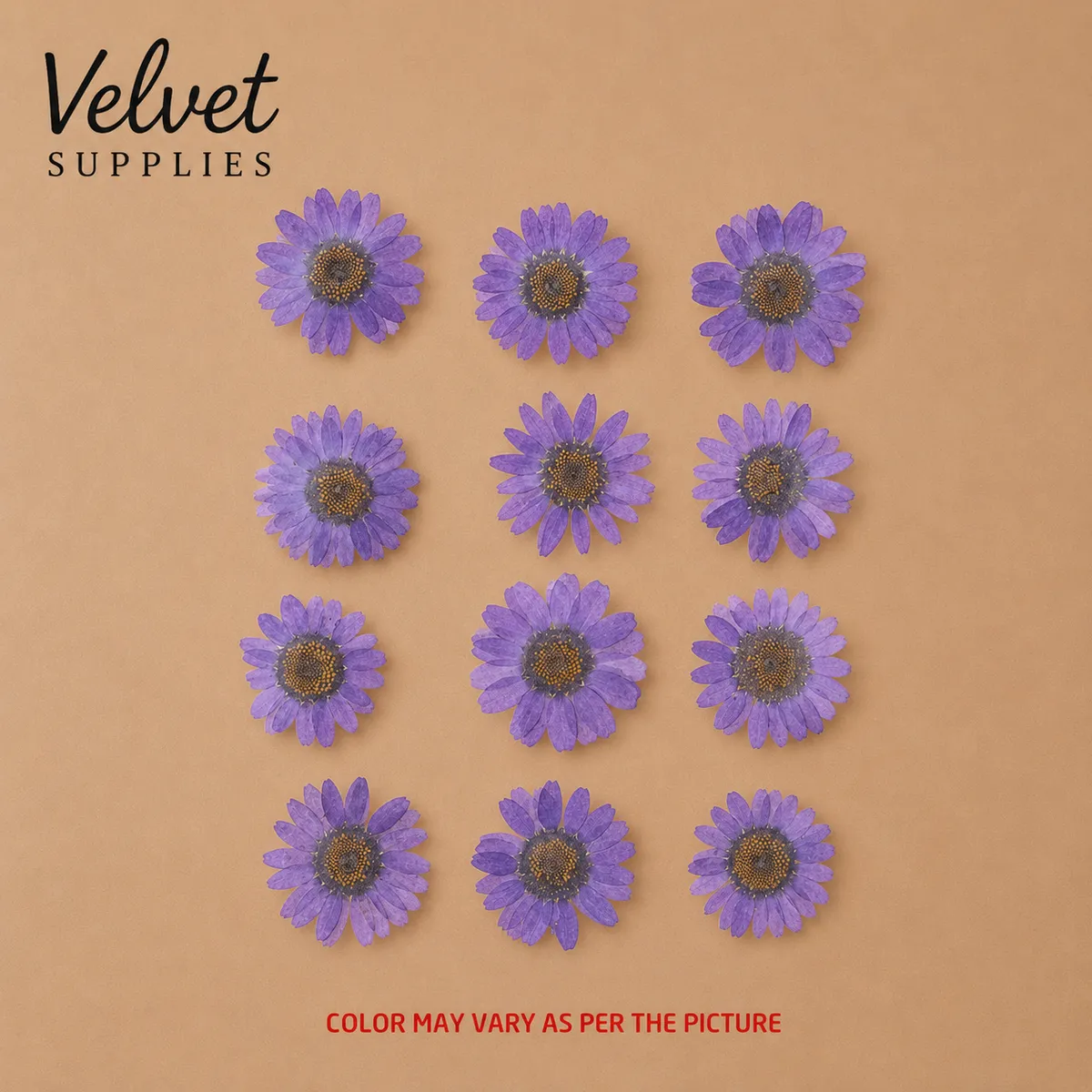 Violet Daisy Pressed Dry Flower