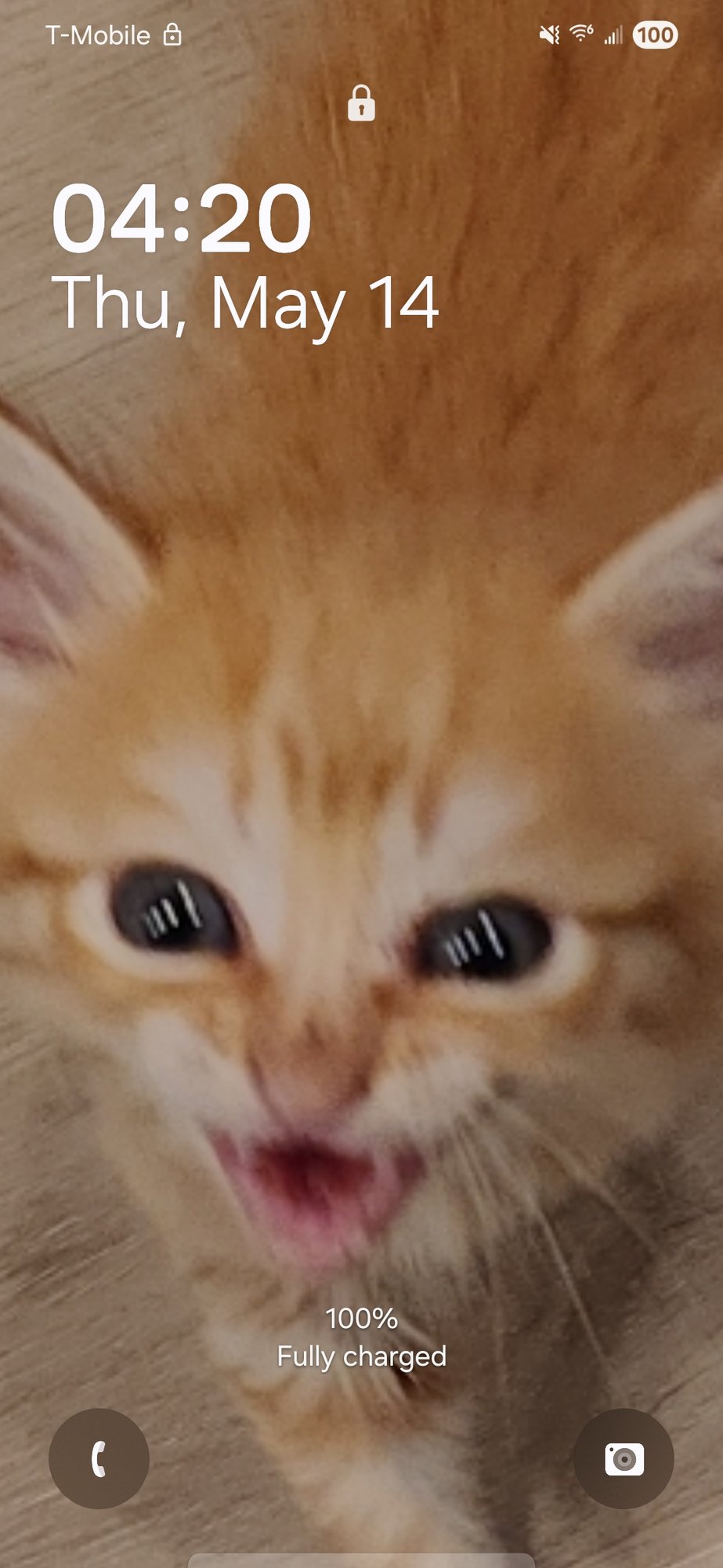 catlotus.shop
