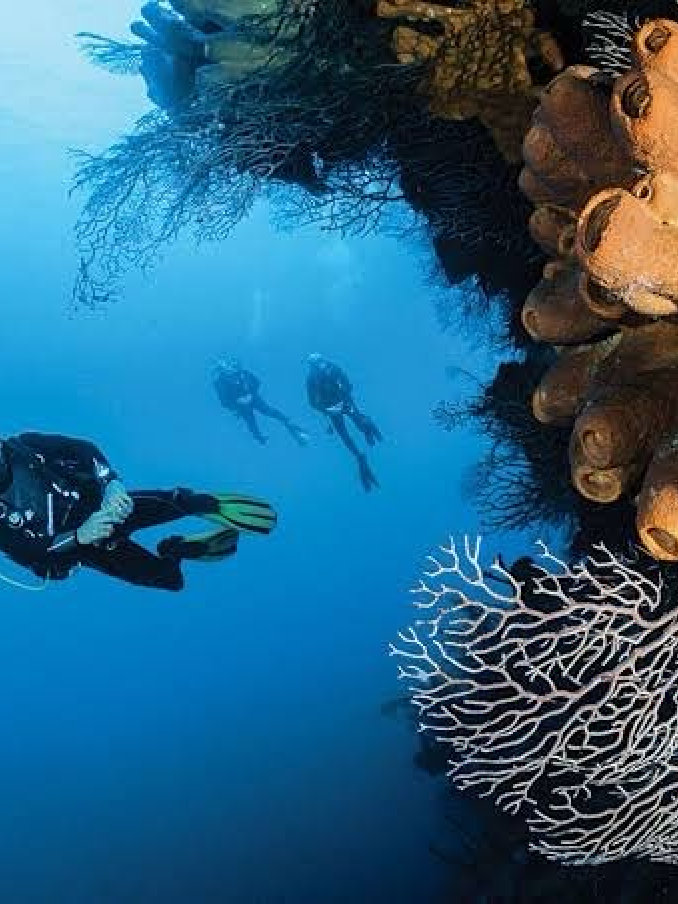 DivingRec: Indonesia