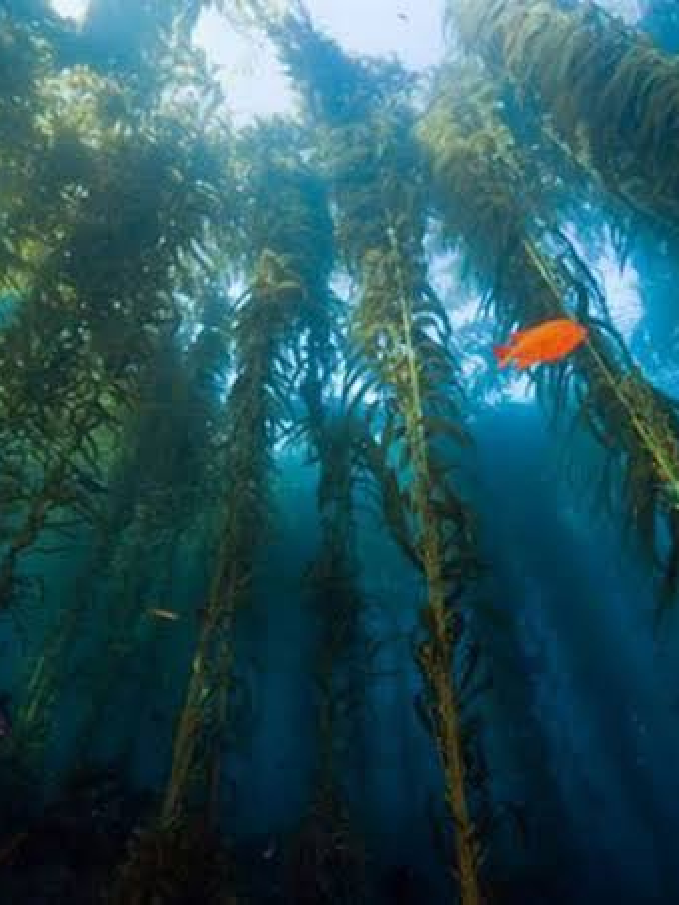 DivingRec: Monterey, CA