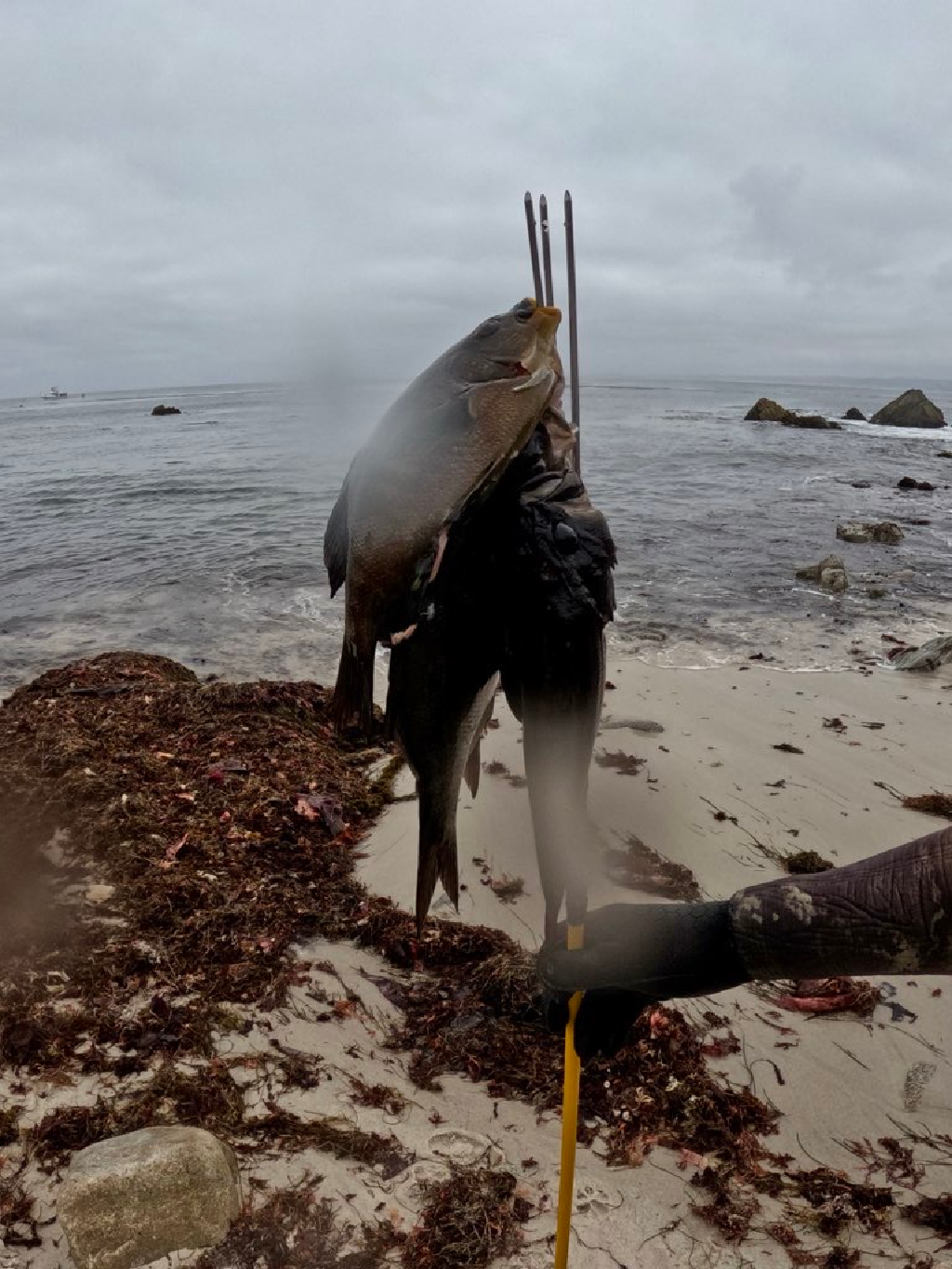 Catch N Cook California 