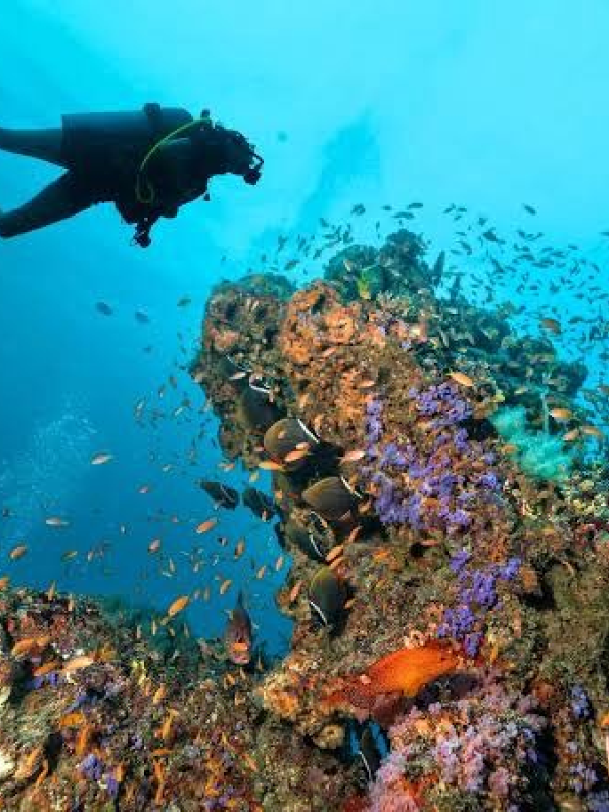 DivingRec: Maldives