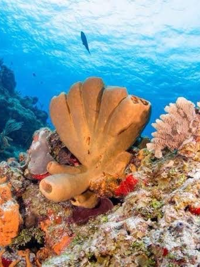 DivingRec: Cozumel, Mexico