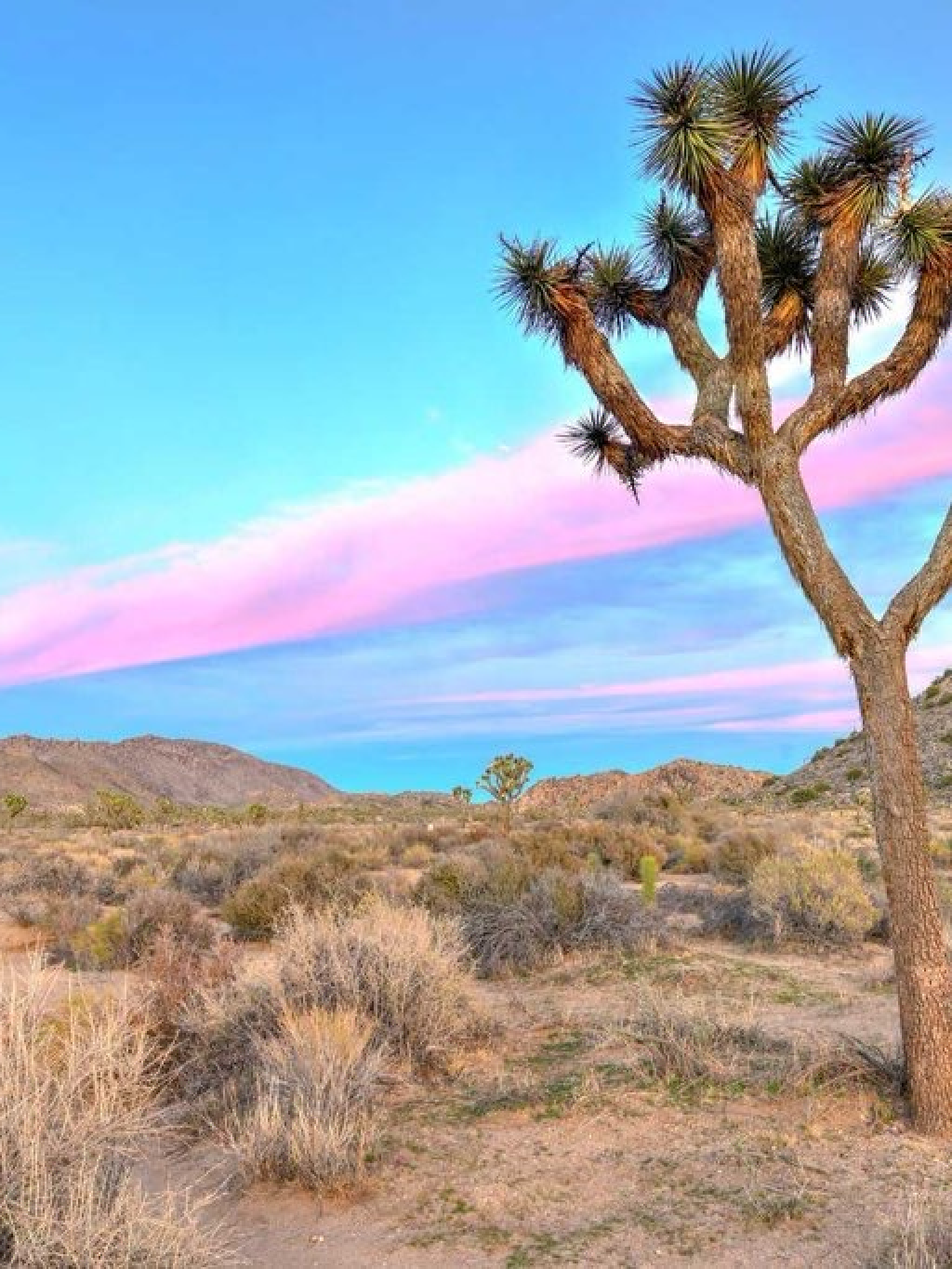 Joshua Tree National Park