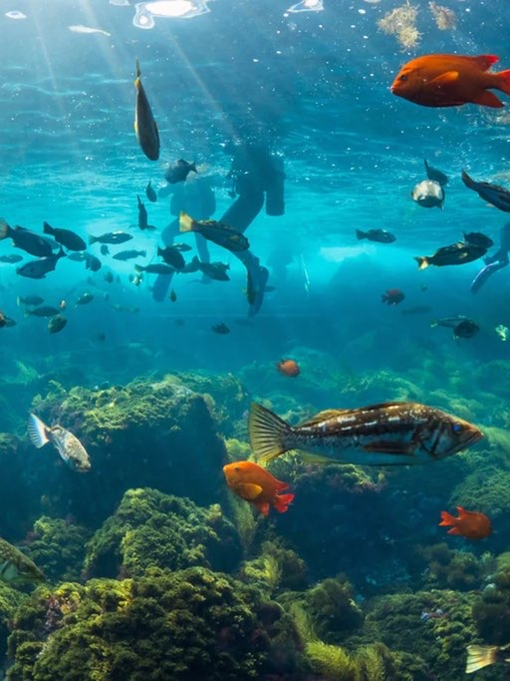 10.12 Catalina dive buddy