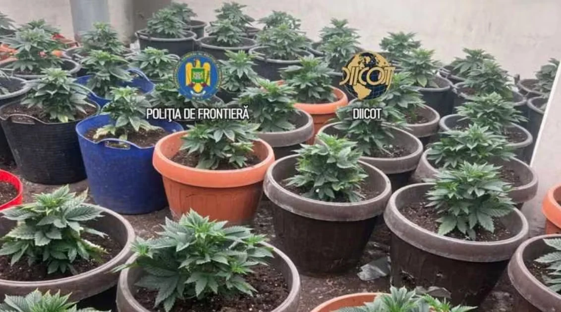Plantație de canabis descoperită la Măgurele: 88 de plante, 22 de kilograme de drog și semințe aduse din Olanda
