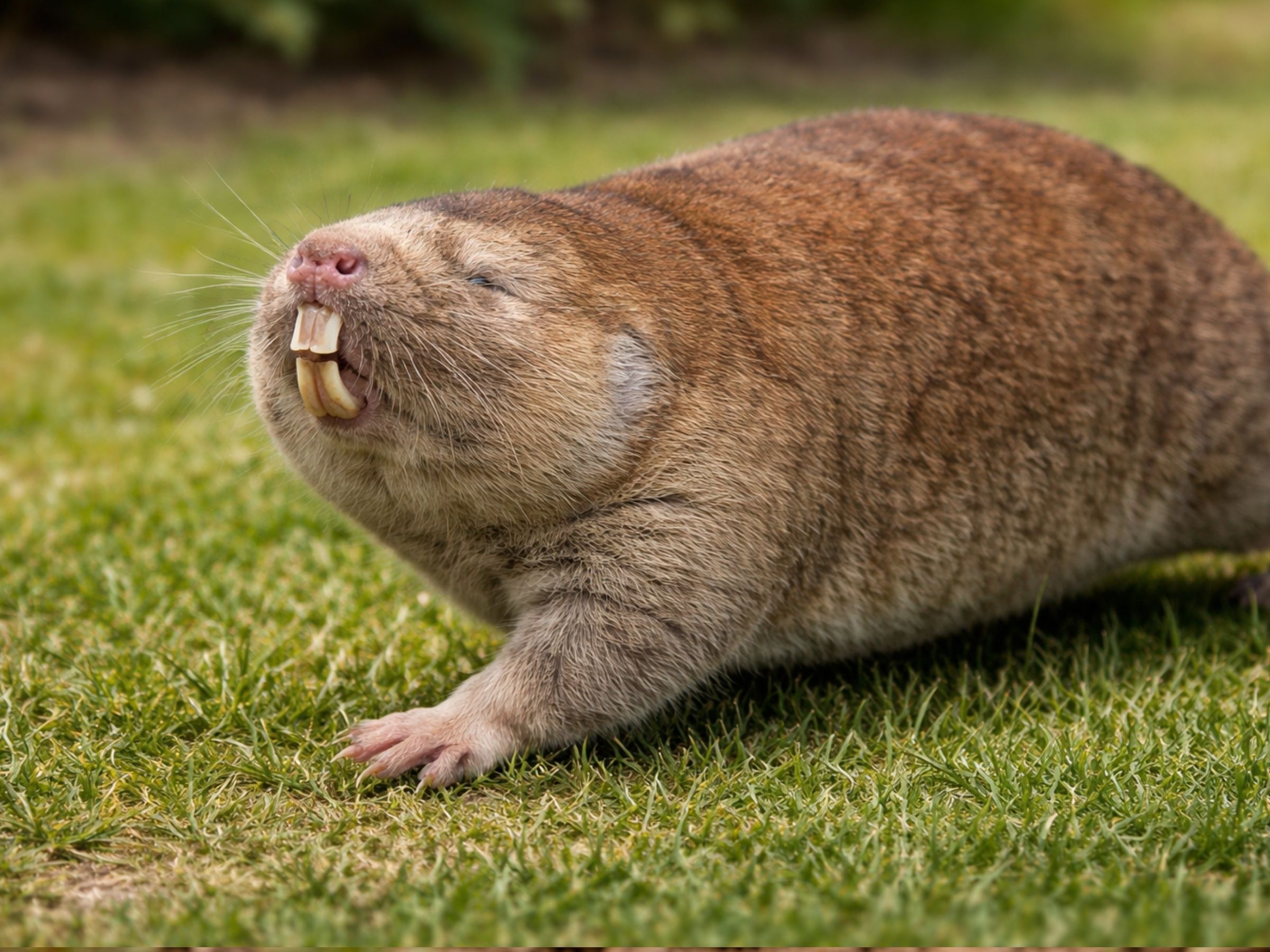Cape dune mole-rat (Bathyergus suillus) — identification reference