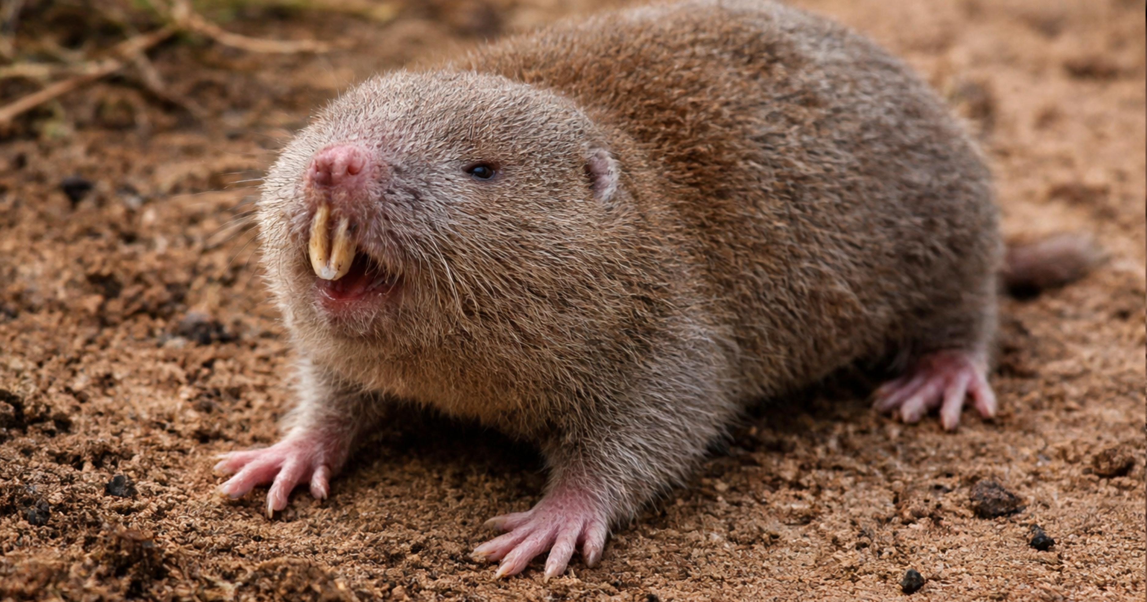 Common mole-rat or African mole-rat (Cryptomys hottentotus) — identification reference