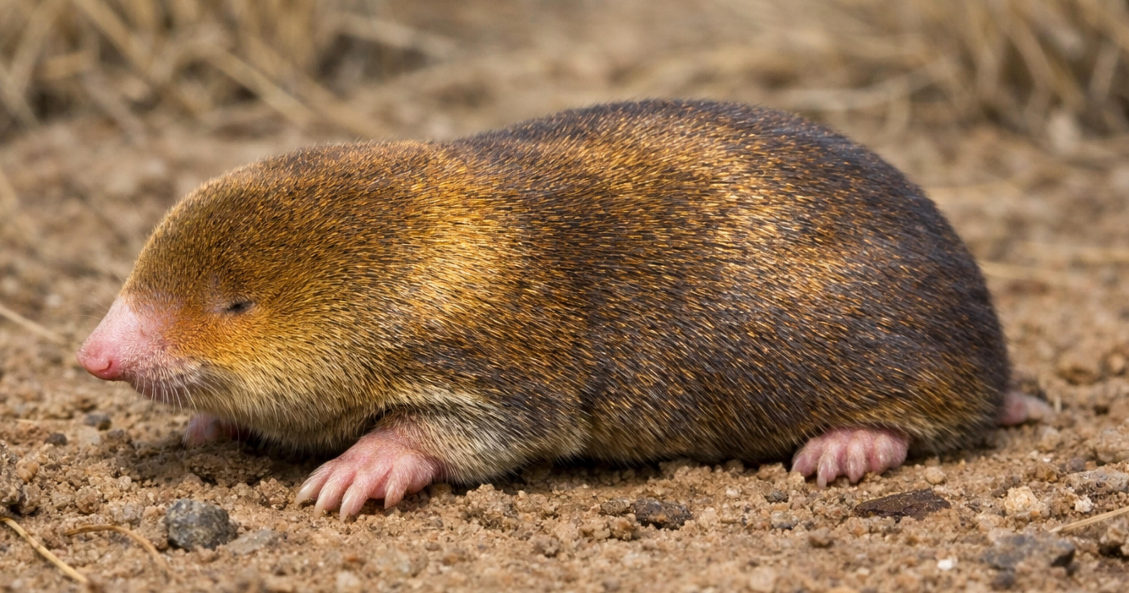 Juliana's golden mole (Neamblysomus julianae) — identification reference