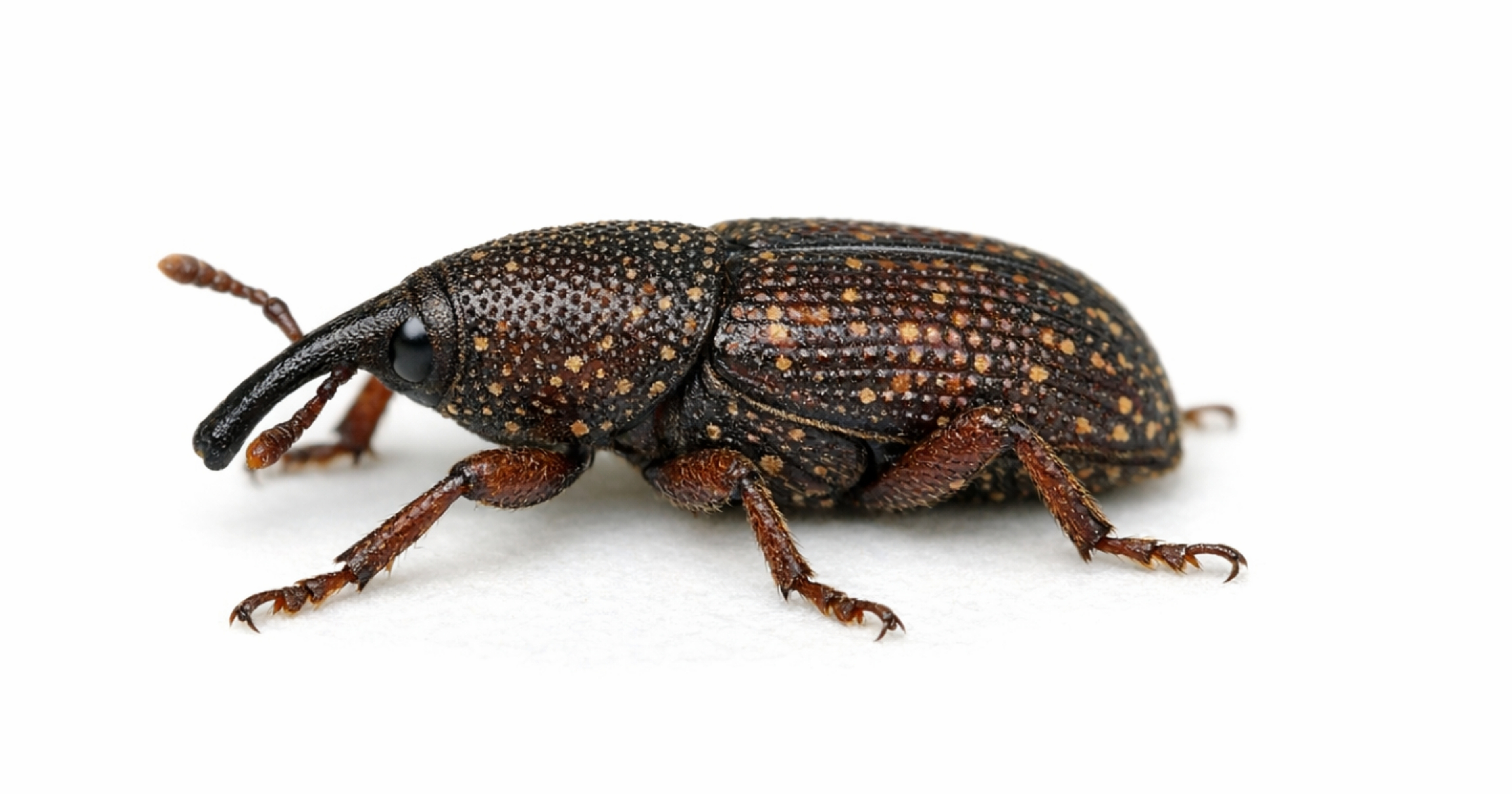 Grain and rice weevils Sitophilus spp. — elongated snout (rostrum), exit holes in kernels; match size and grain habitat in the card