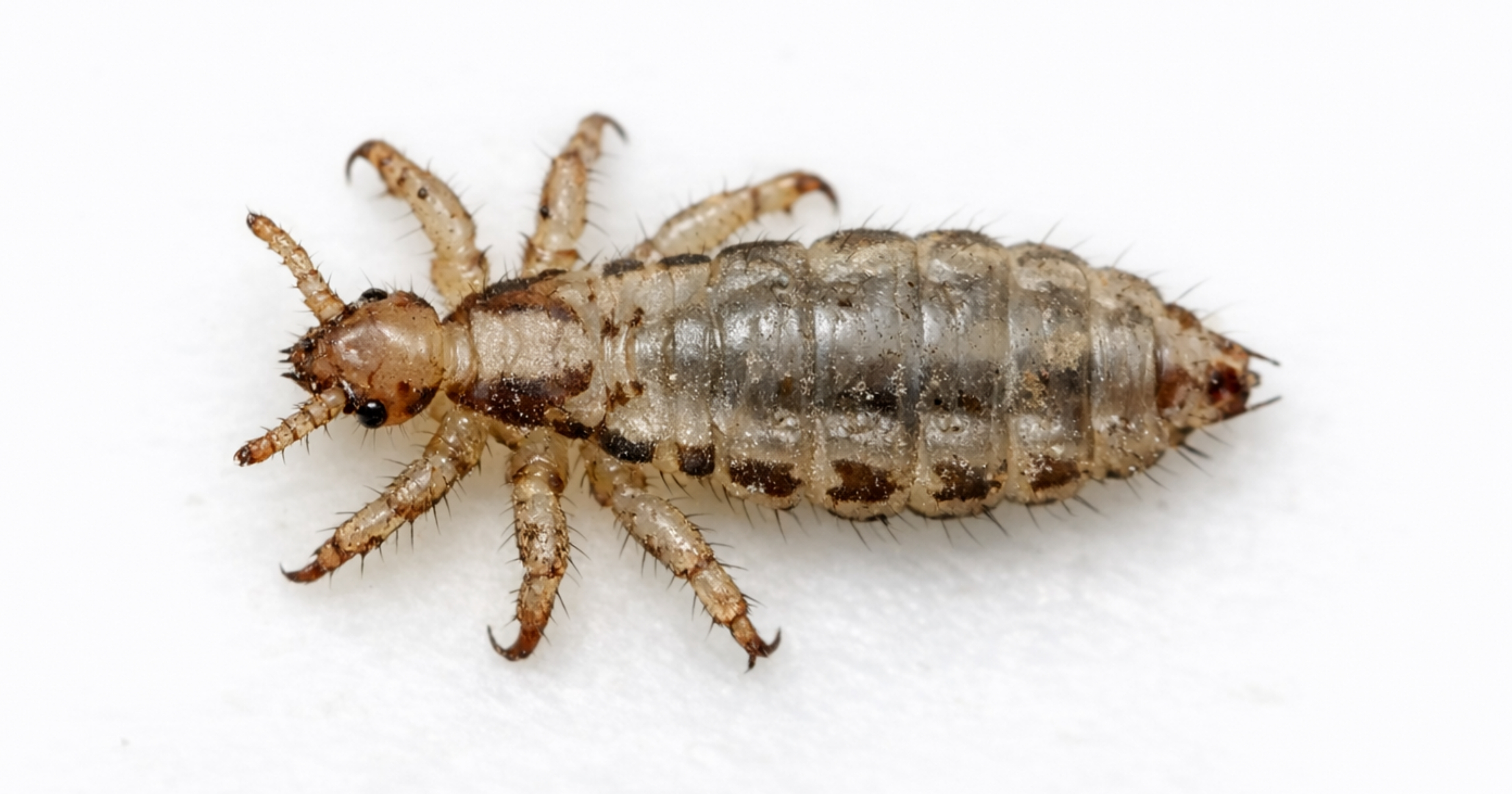 Body louse (Pediculus humanus humanus) — clothing-associated identification; launder textiles at high heat