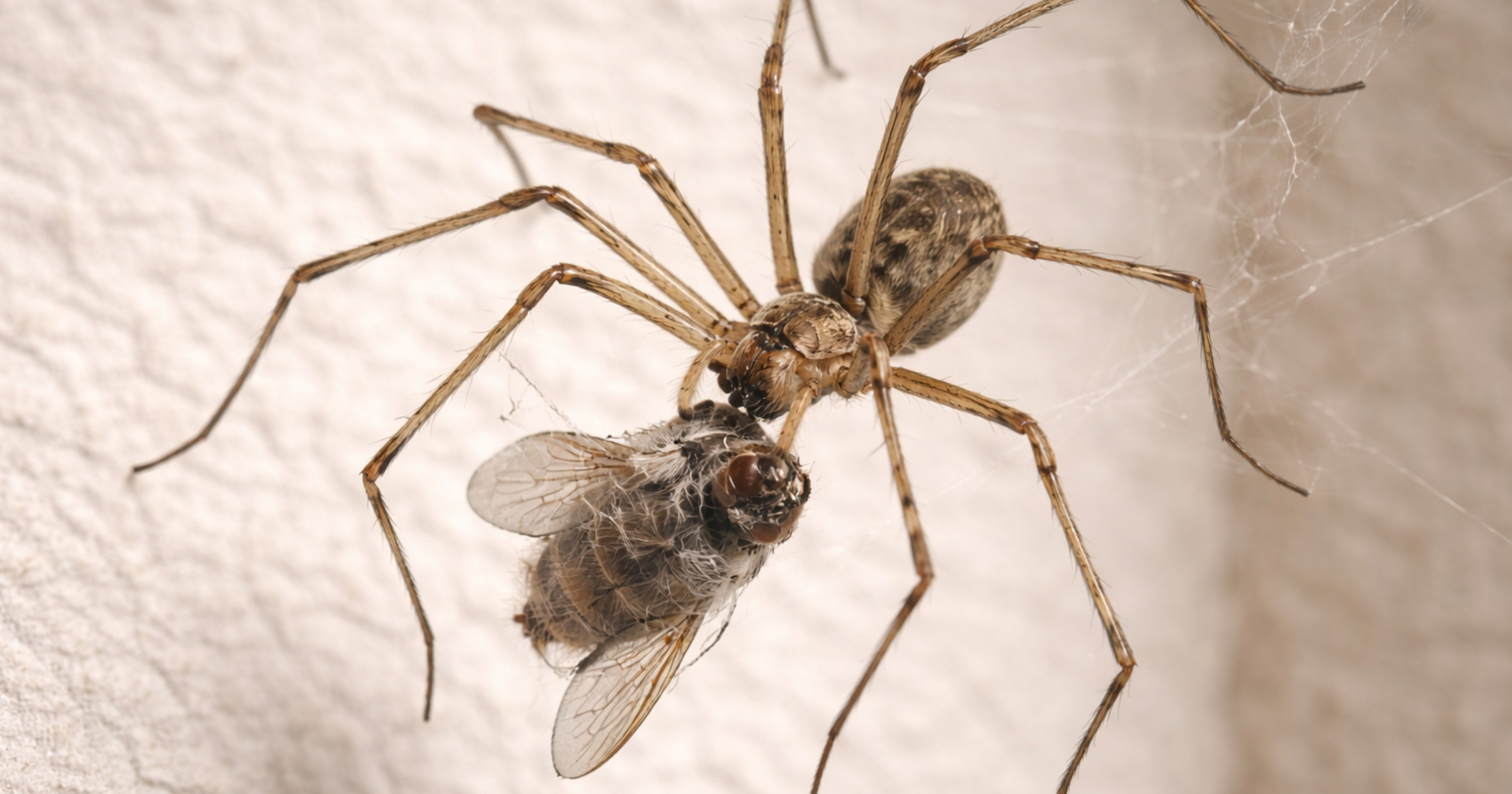 Cellar spider (Pholcidae) — identification reference; tiny body and very long legs in corner webs.