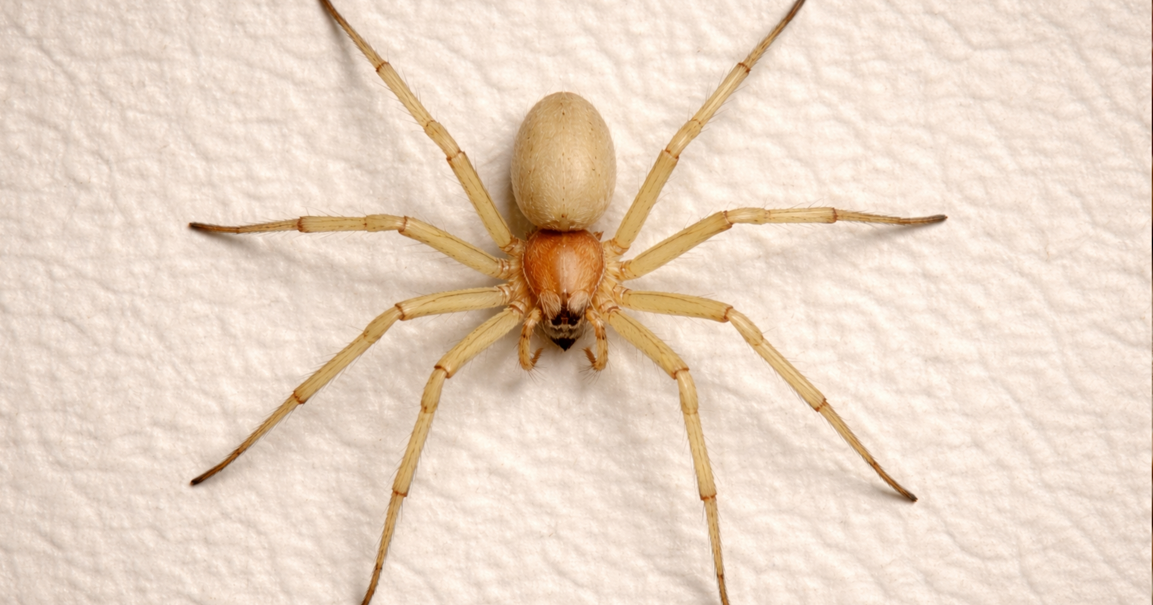 Sac spider (Cheiracanthium spp.) — identification reference; pale slender build.