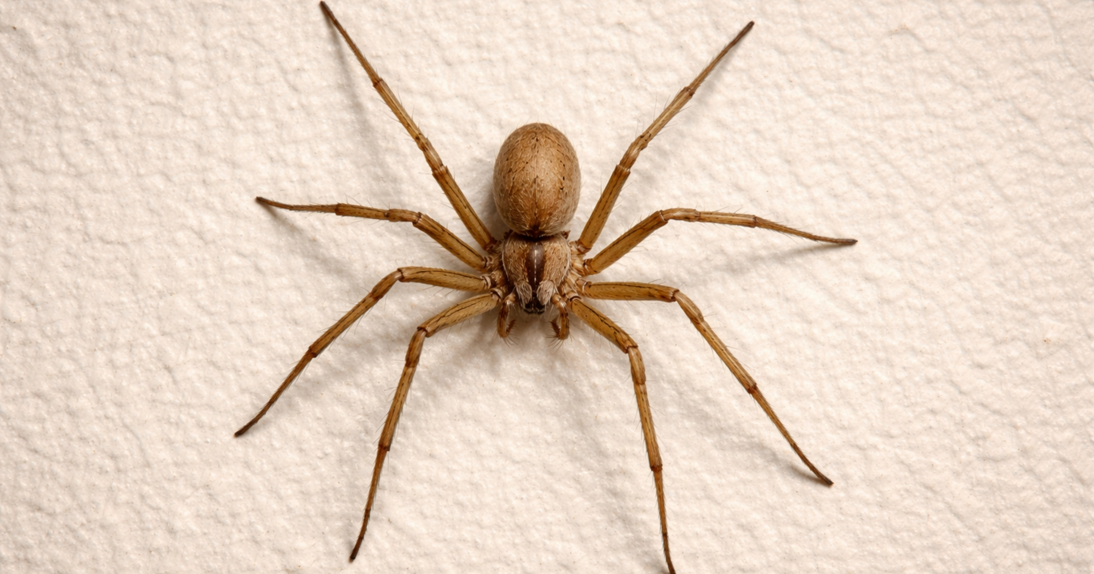 Violin or recluse spider (Loxosceles spp.) — identification reference; violin marking on the cephalothorax.