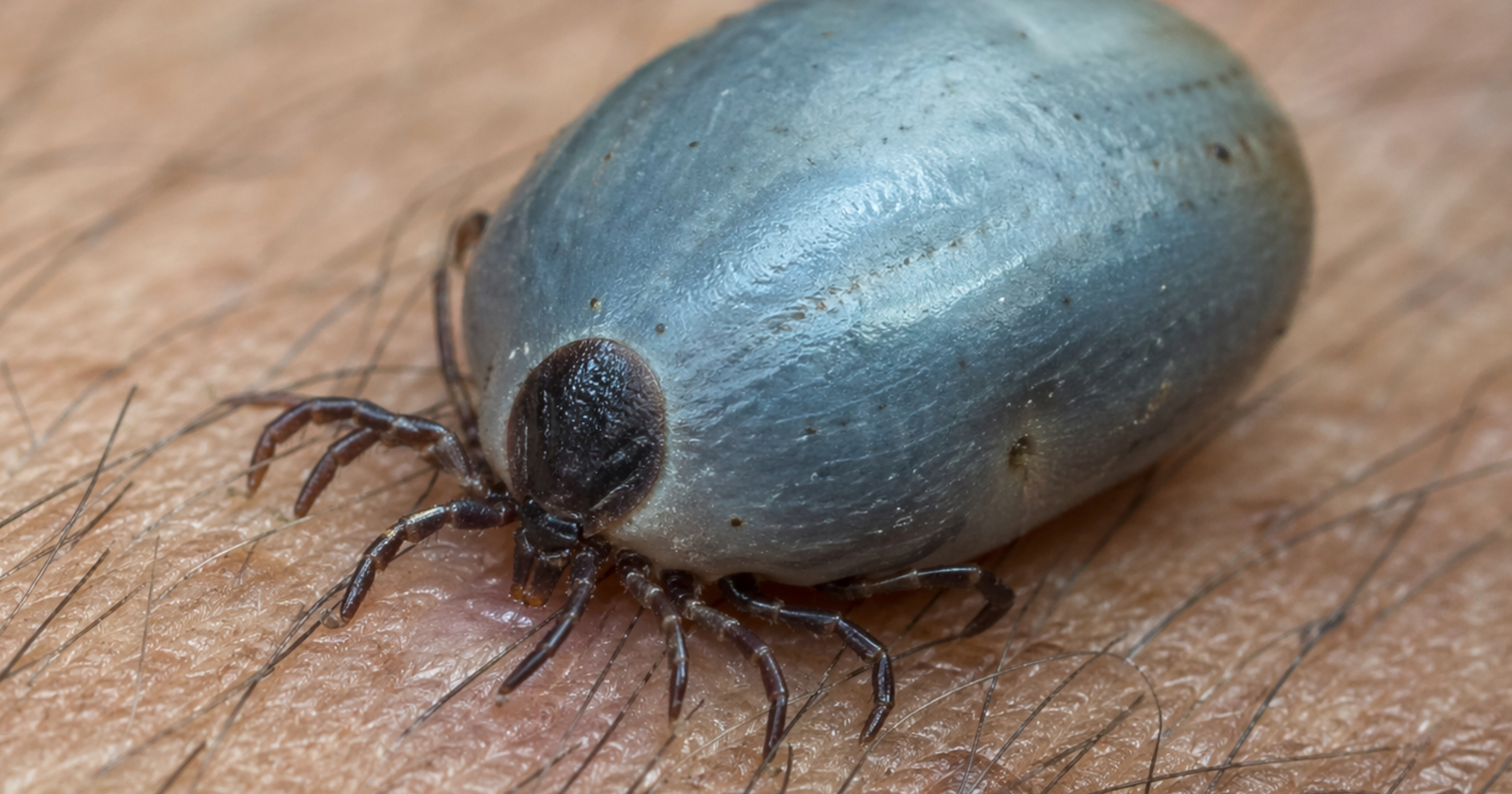 Blue tick — identification photo (livestock, engorged blue-grey female context)