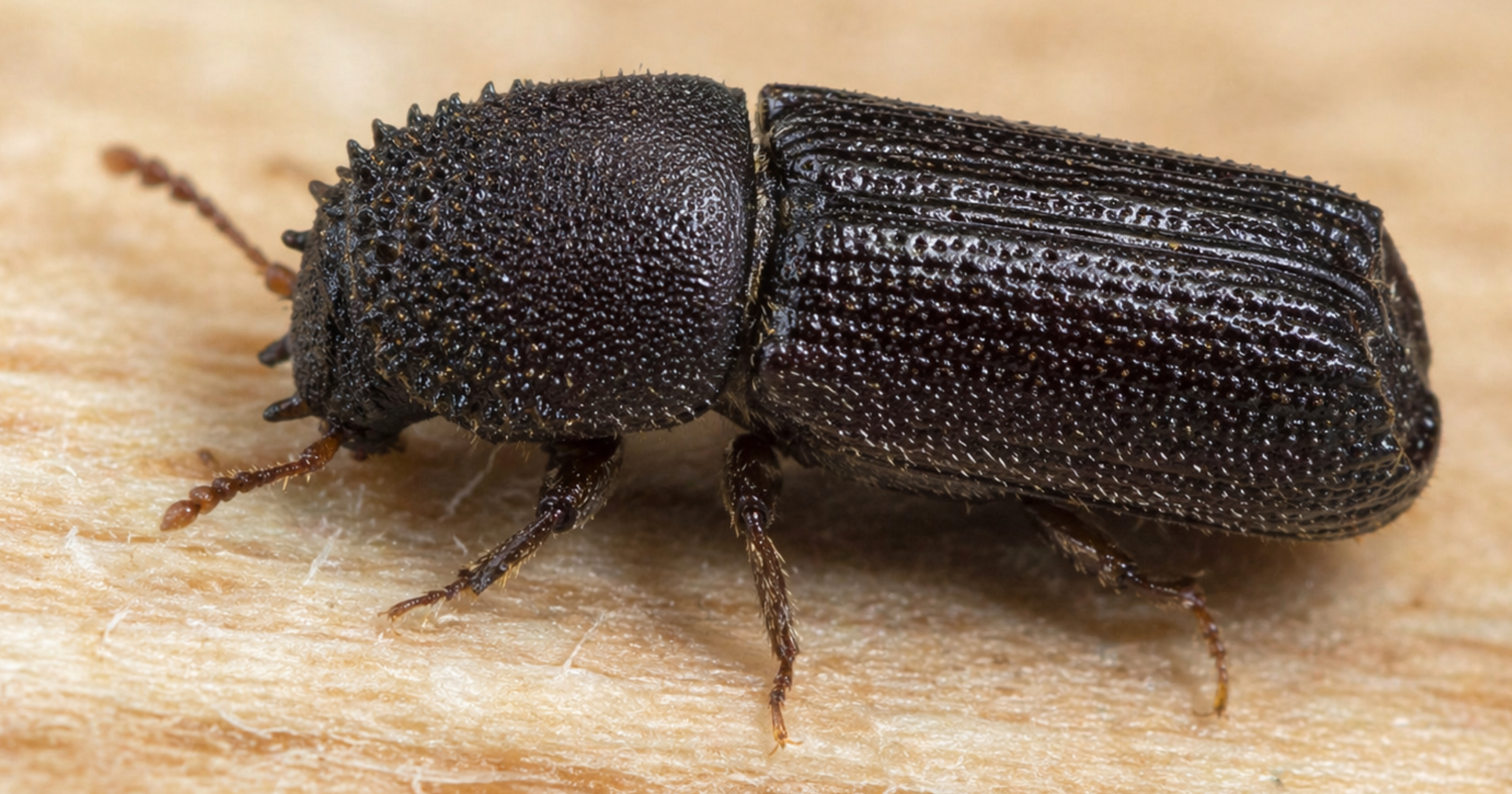 Bostrichid (horned) powderpost beetle — identification photo (Bostrichidae, false powderpost context)