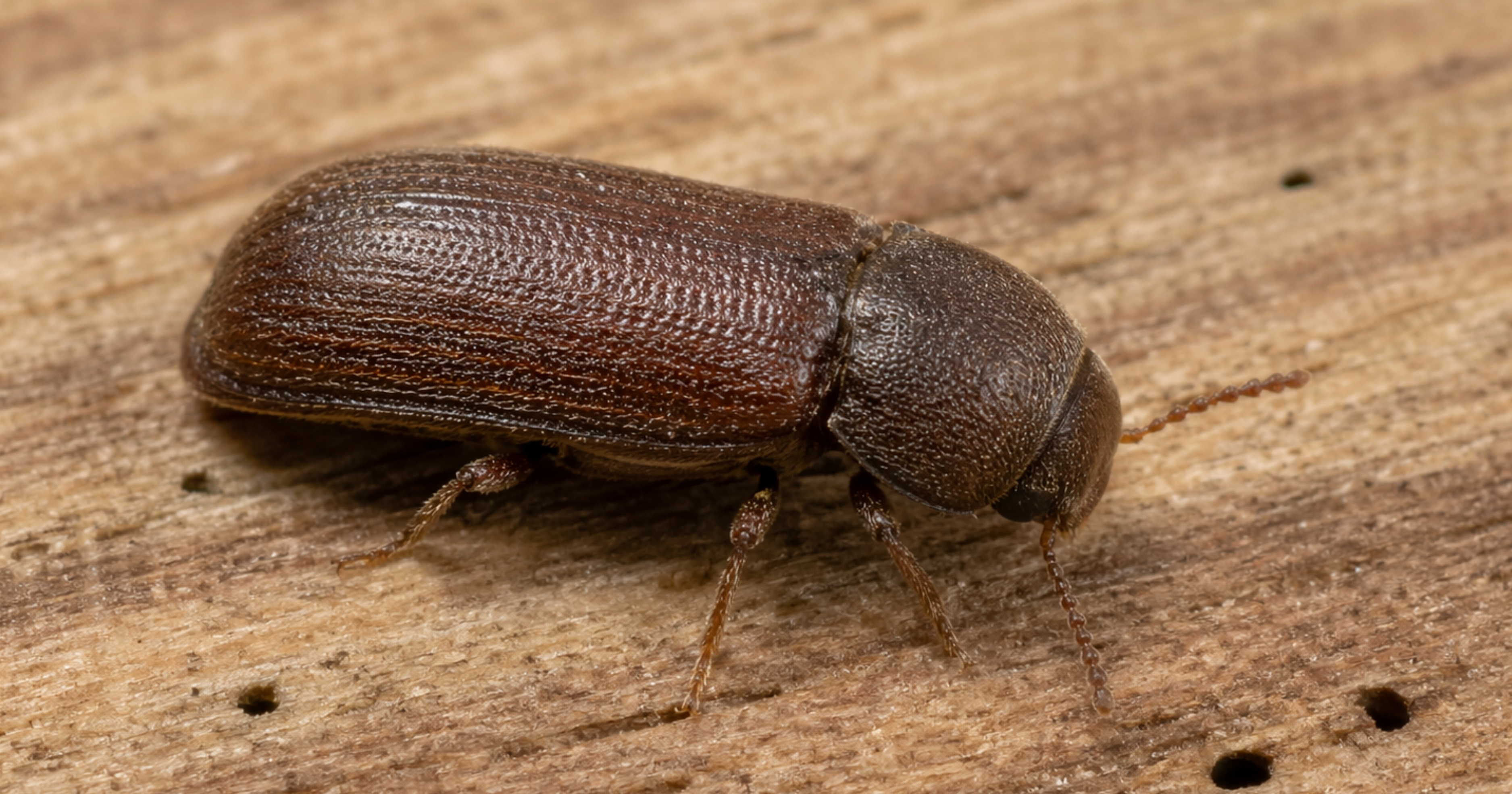 Common furniture beetle — identification photo (Anobium punctatum, woodworm context)