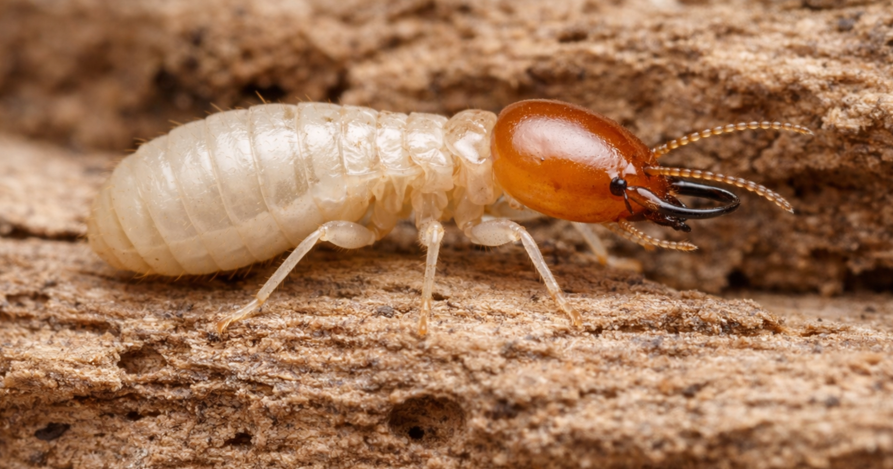 Drywood termite — identification photo (dry-timber ecology, frass context)