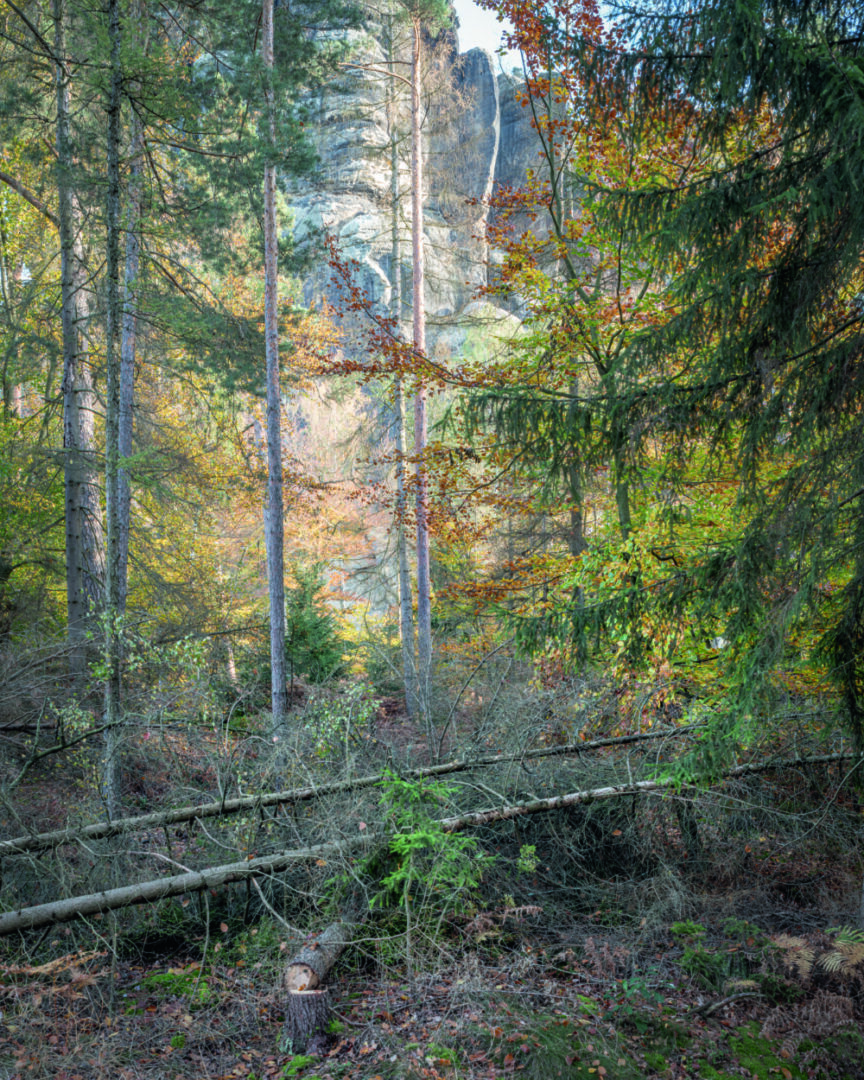 Übern Wald (2)
