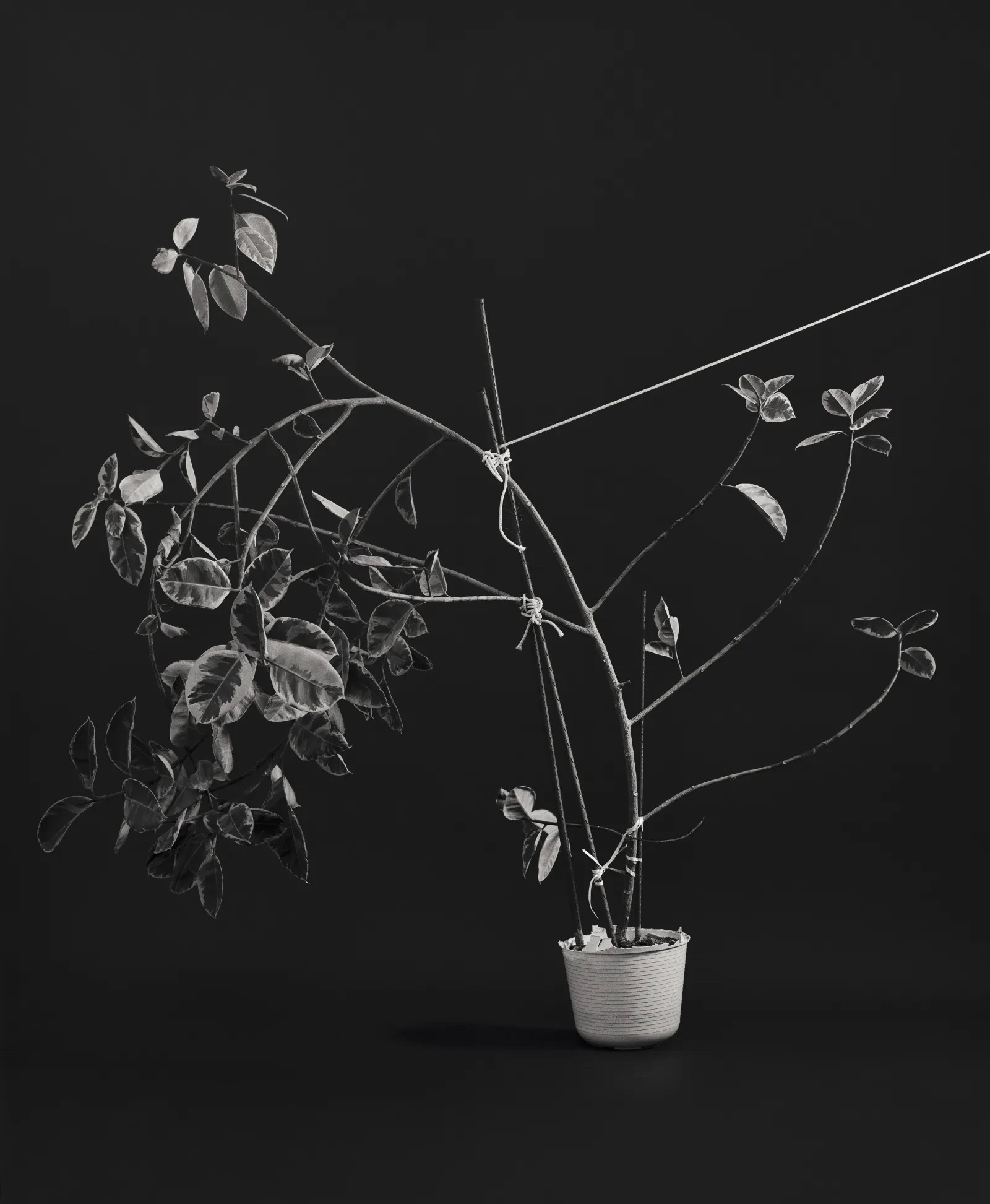 Reaching, Grasping, Wondering (Visiting Art/ist 2026) (6)