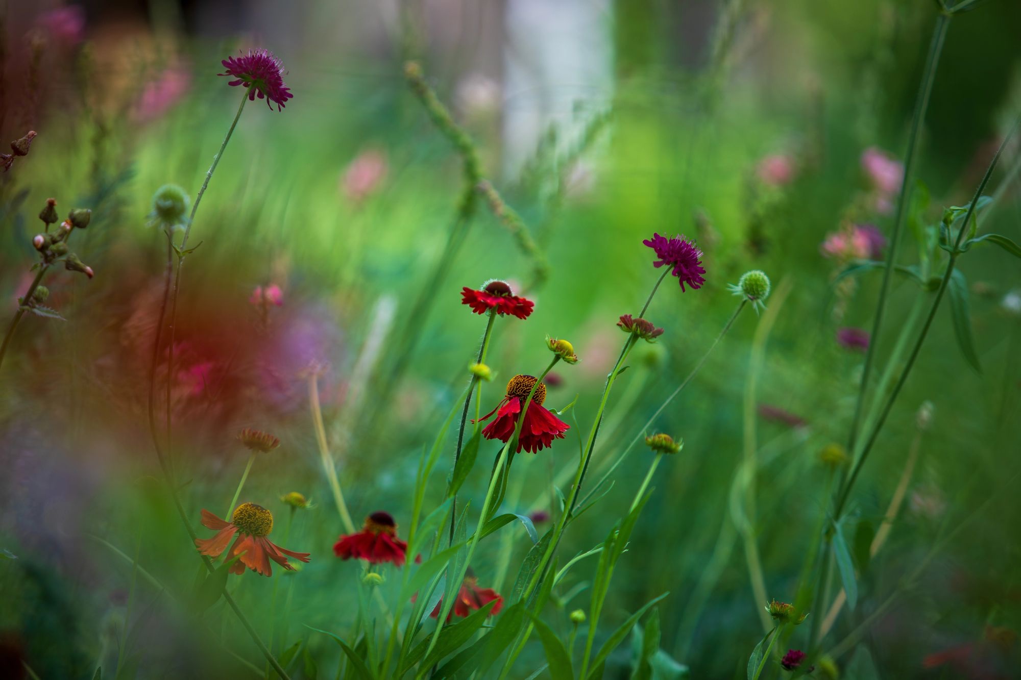 Pollinator Pathmaker (5)