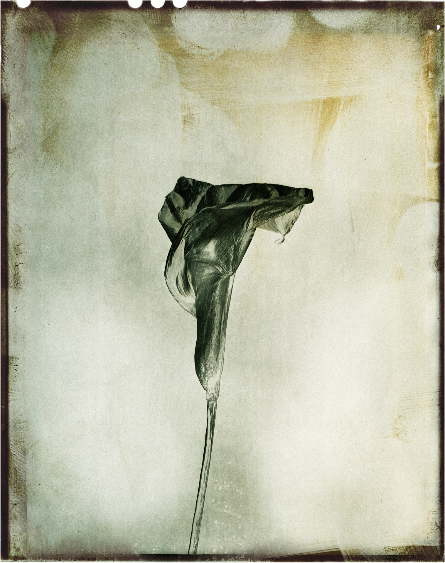 VisuleX Gallery for Photography