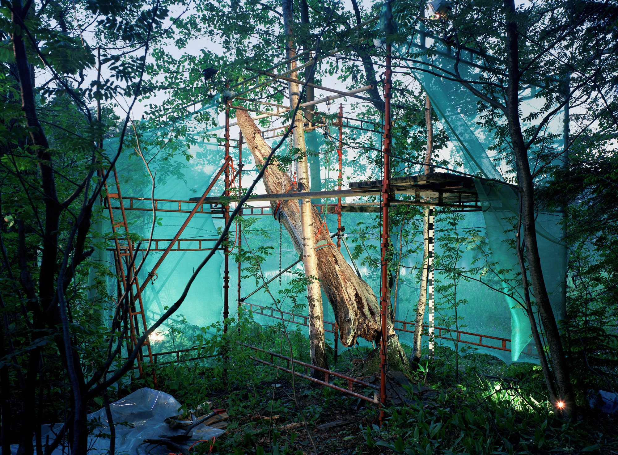 Bamboo Whispers in Fading Light (6)