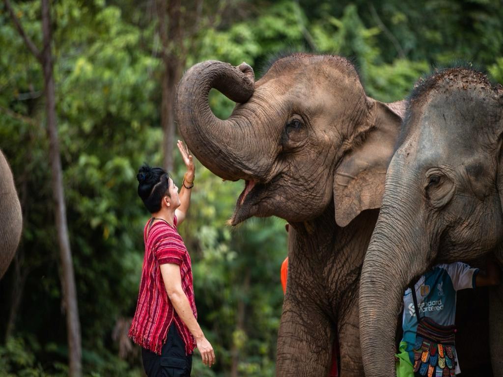Siray Elephant Care Camp