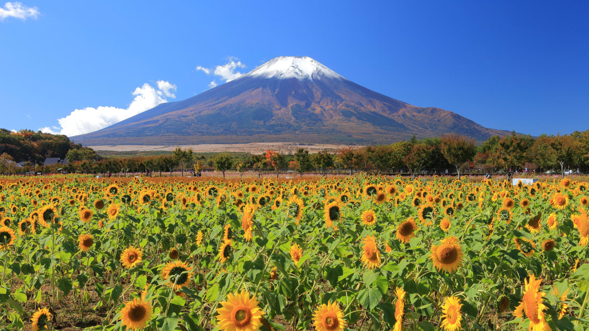 Mount Fuji