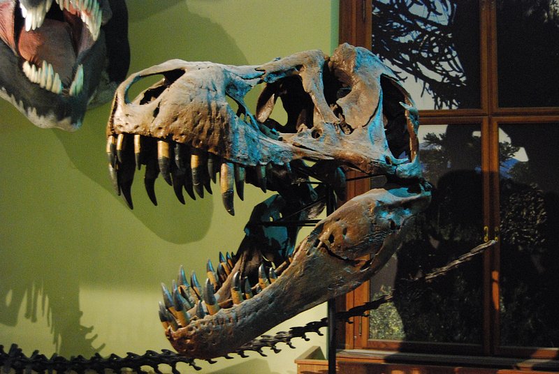 Natural History Museum